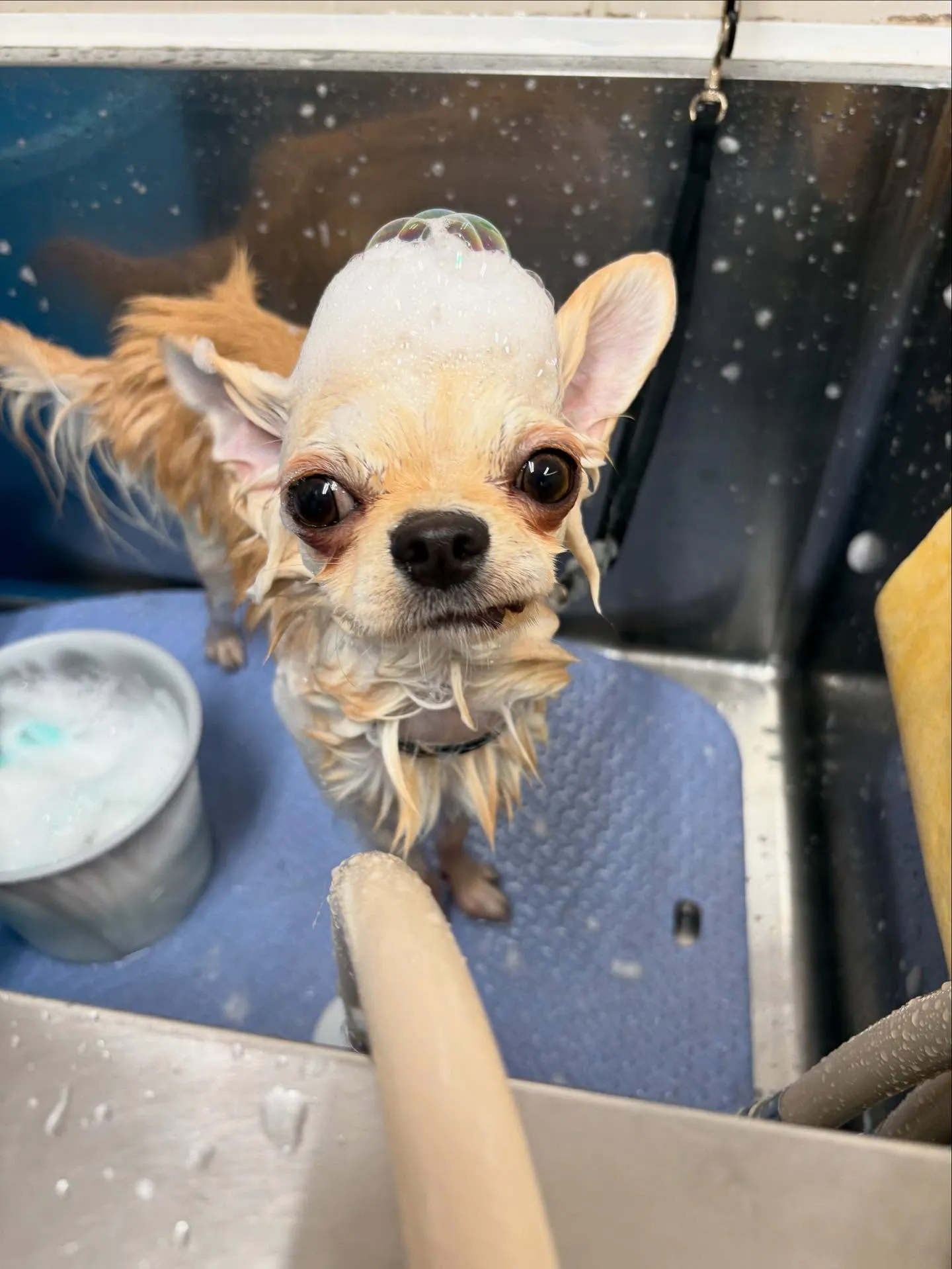 犬のトリミング✂️