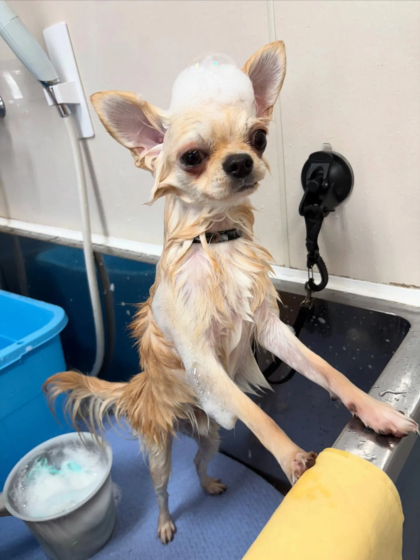 犬のトリミング✂️