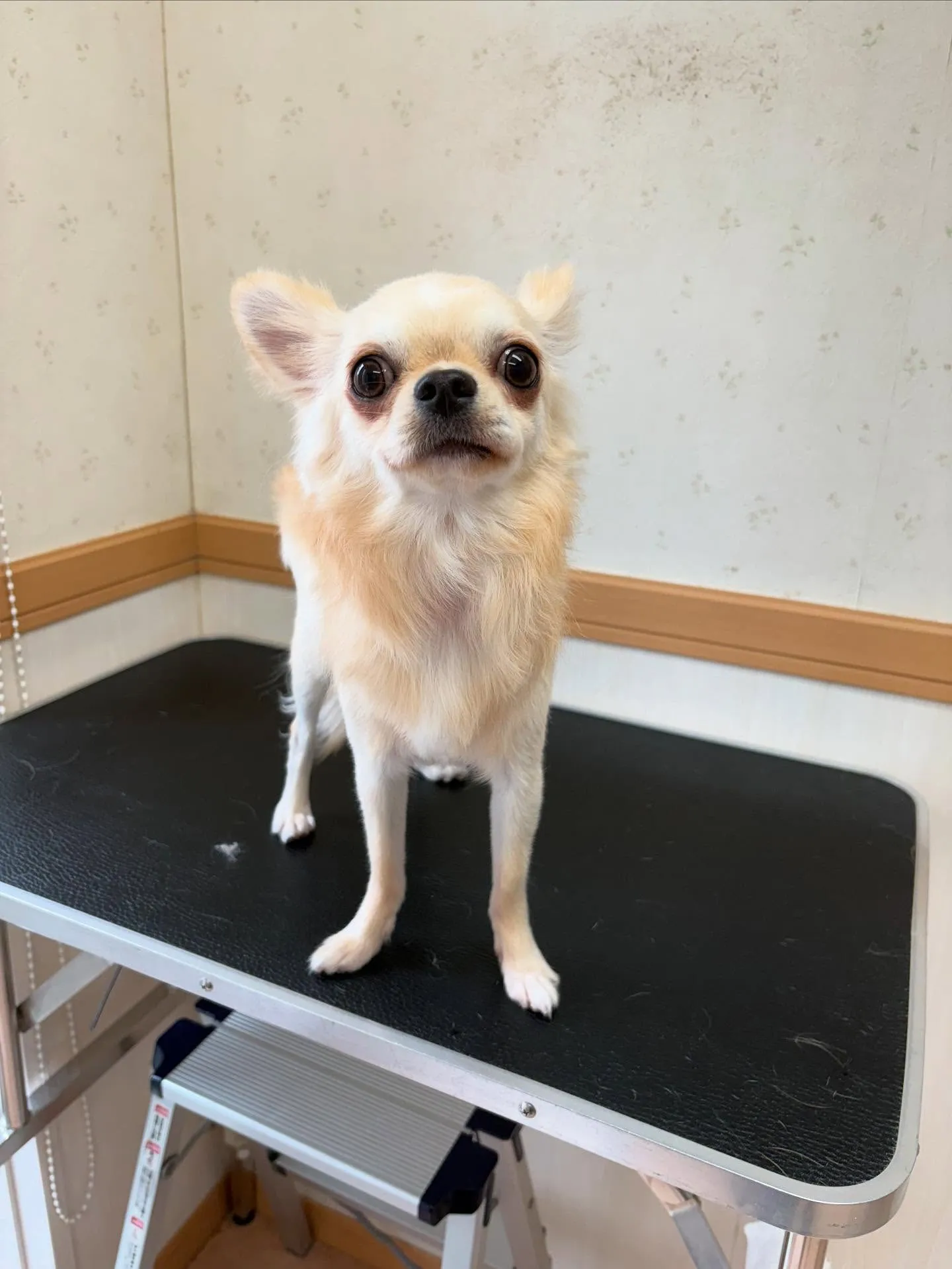 犬のトリミング✂️