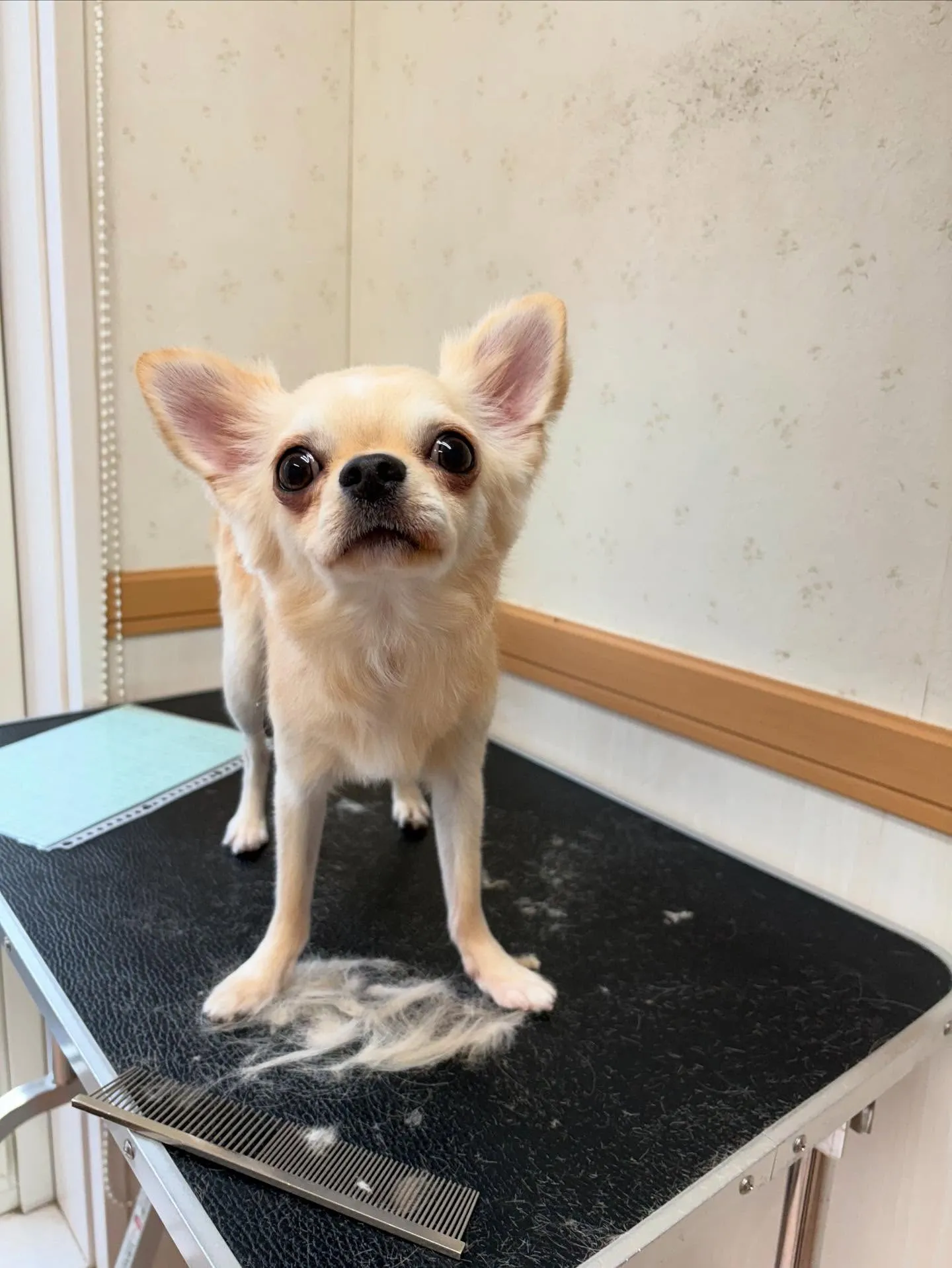 犬のトリミング✂️