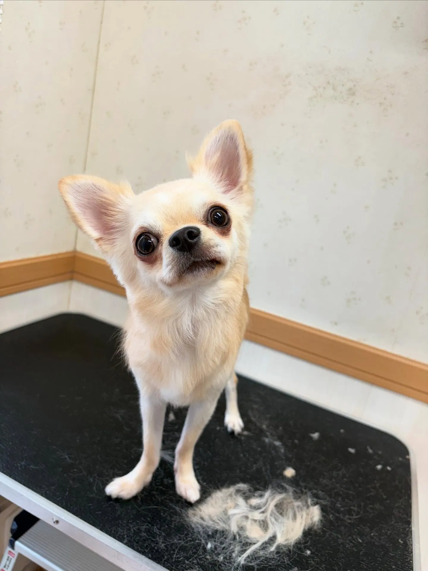 犬のトリミング✂️