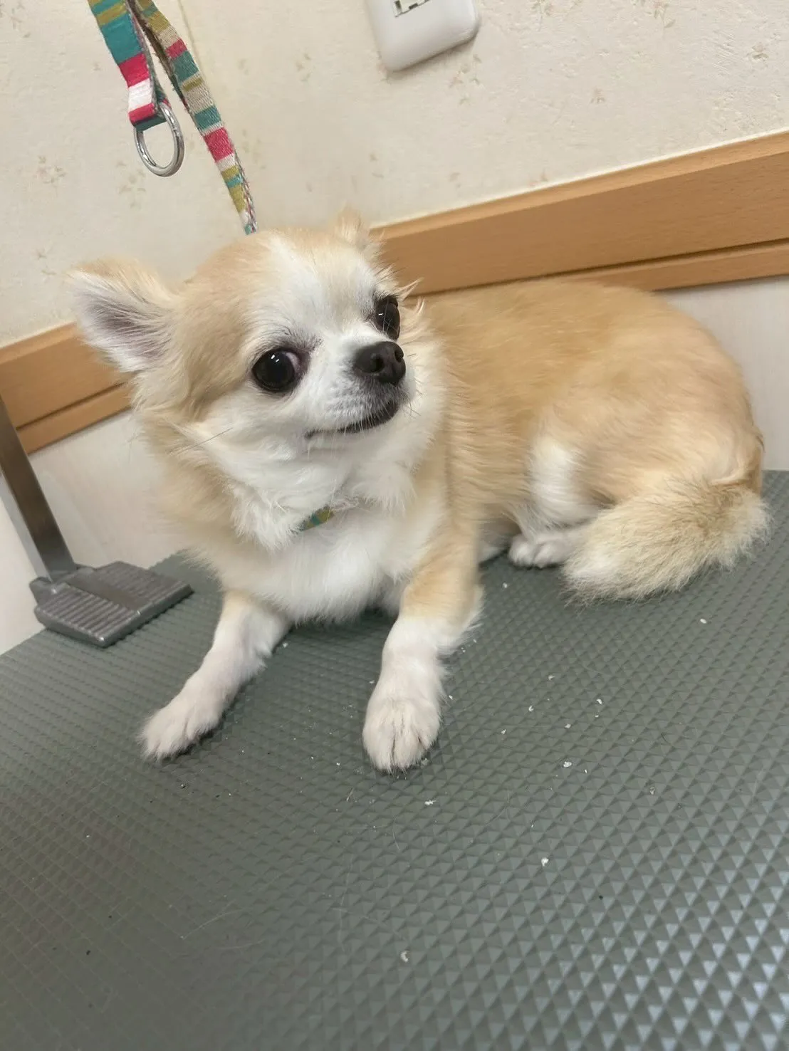 犬のトリミング✂️