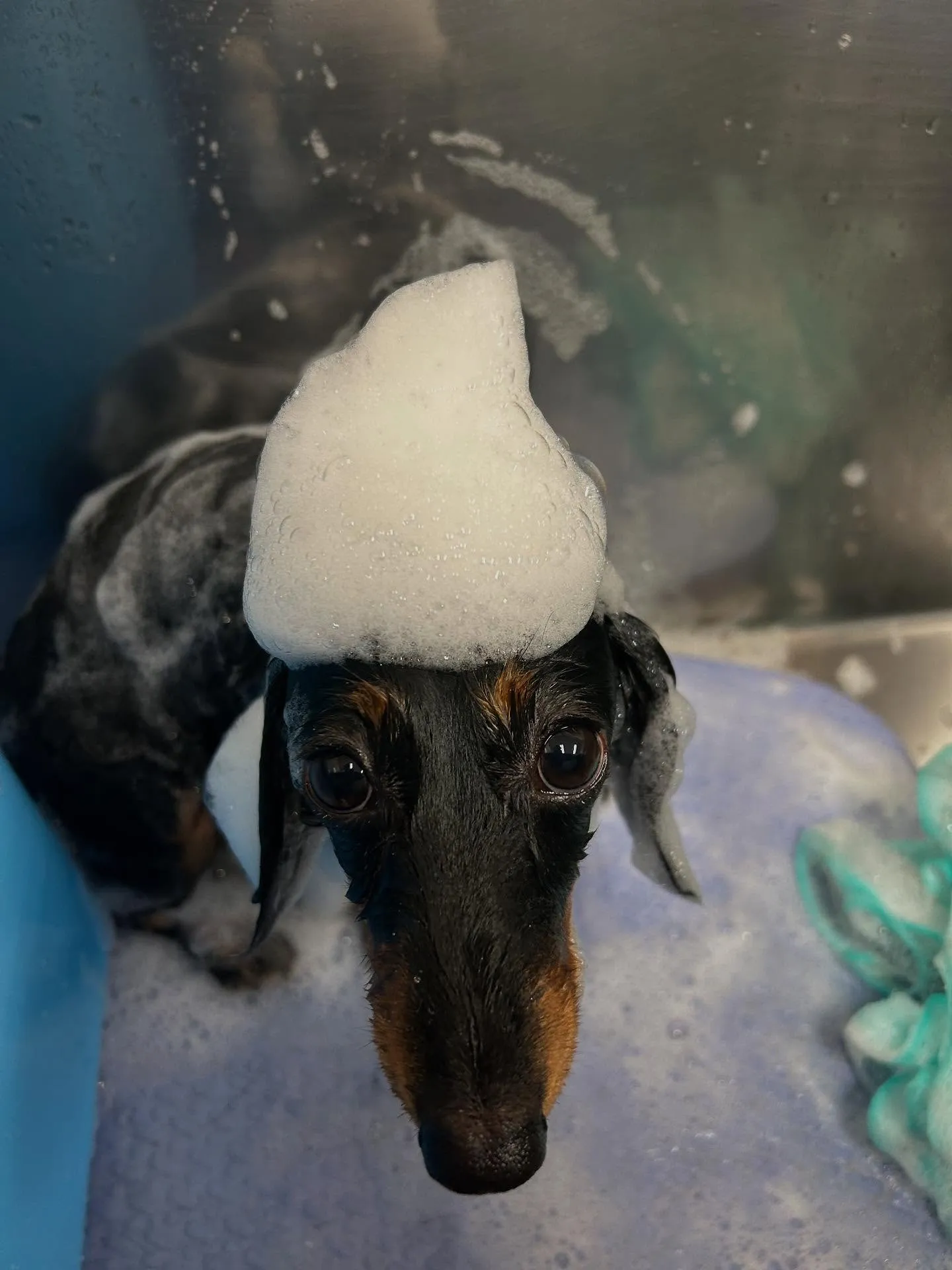 犬のシャンプー🫧