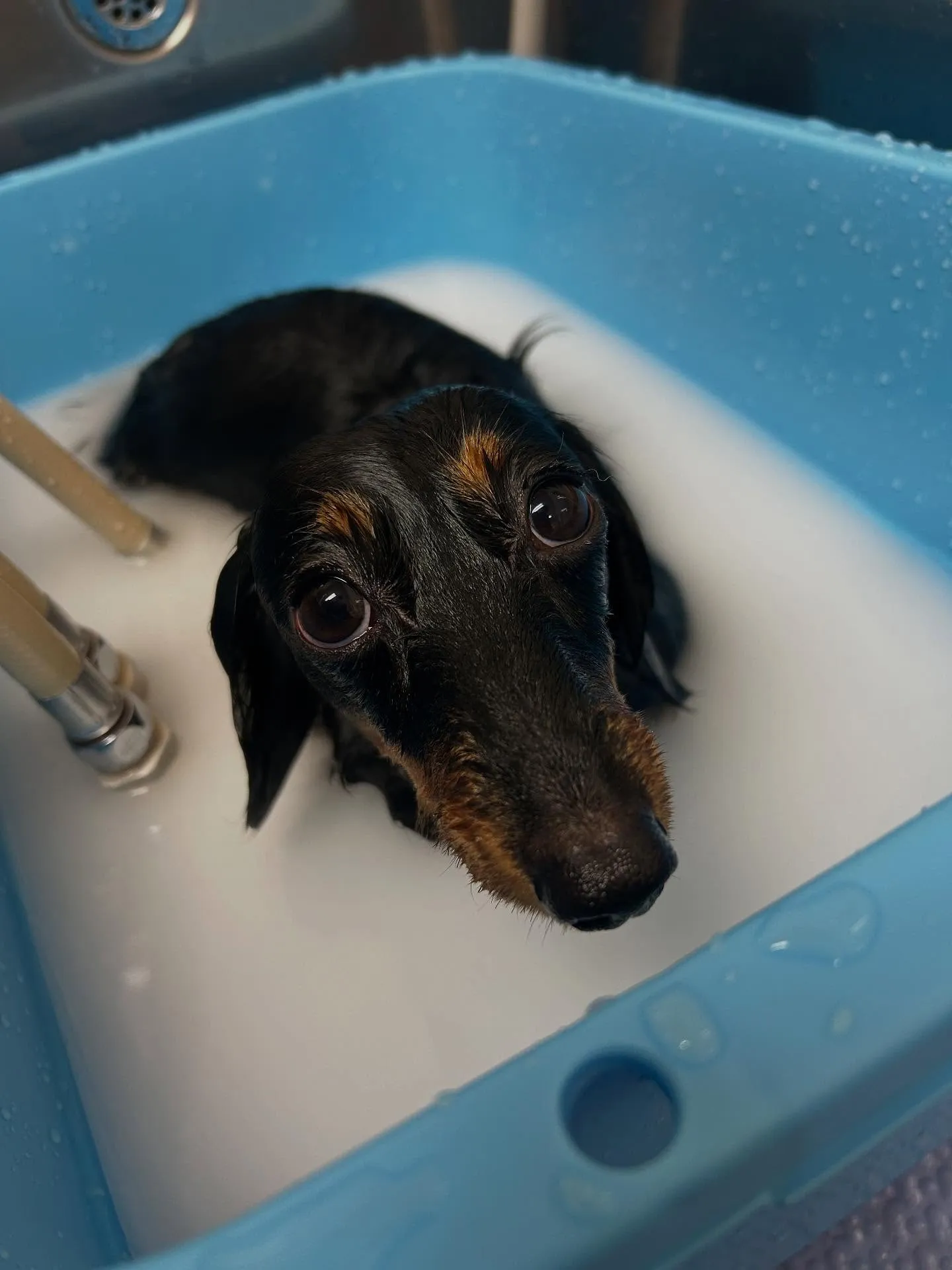 犬のシャンプー🫧