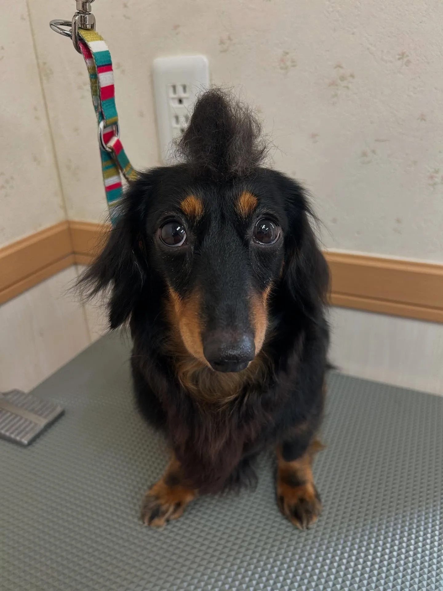 犬のシャンプー🫧