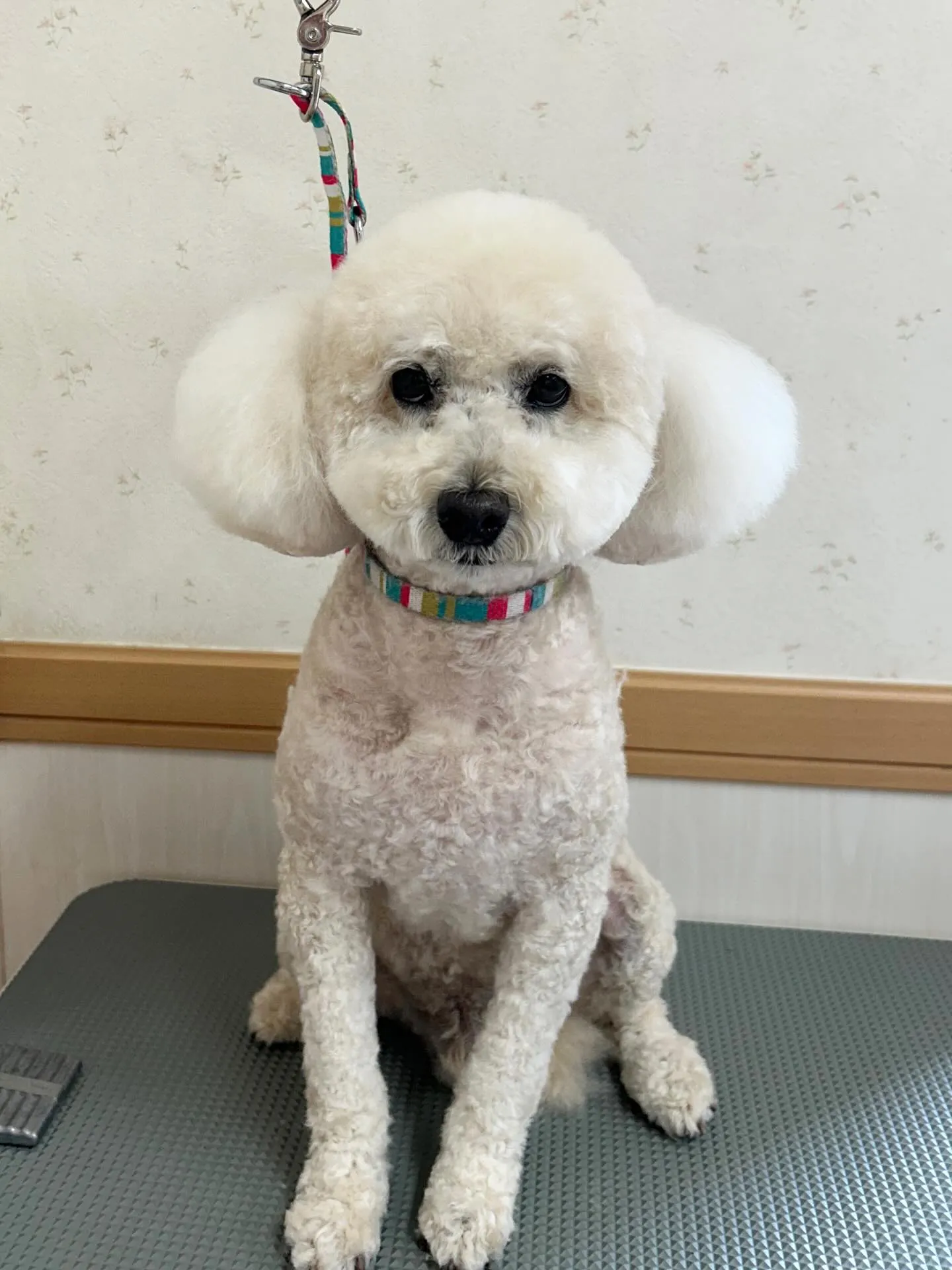 犬のトリミング✂️