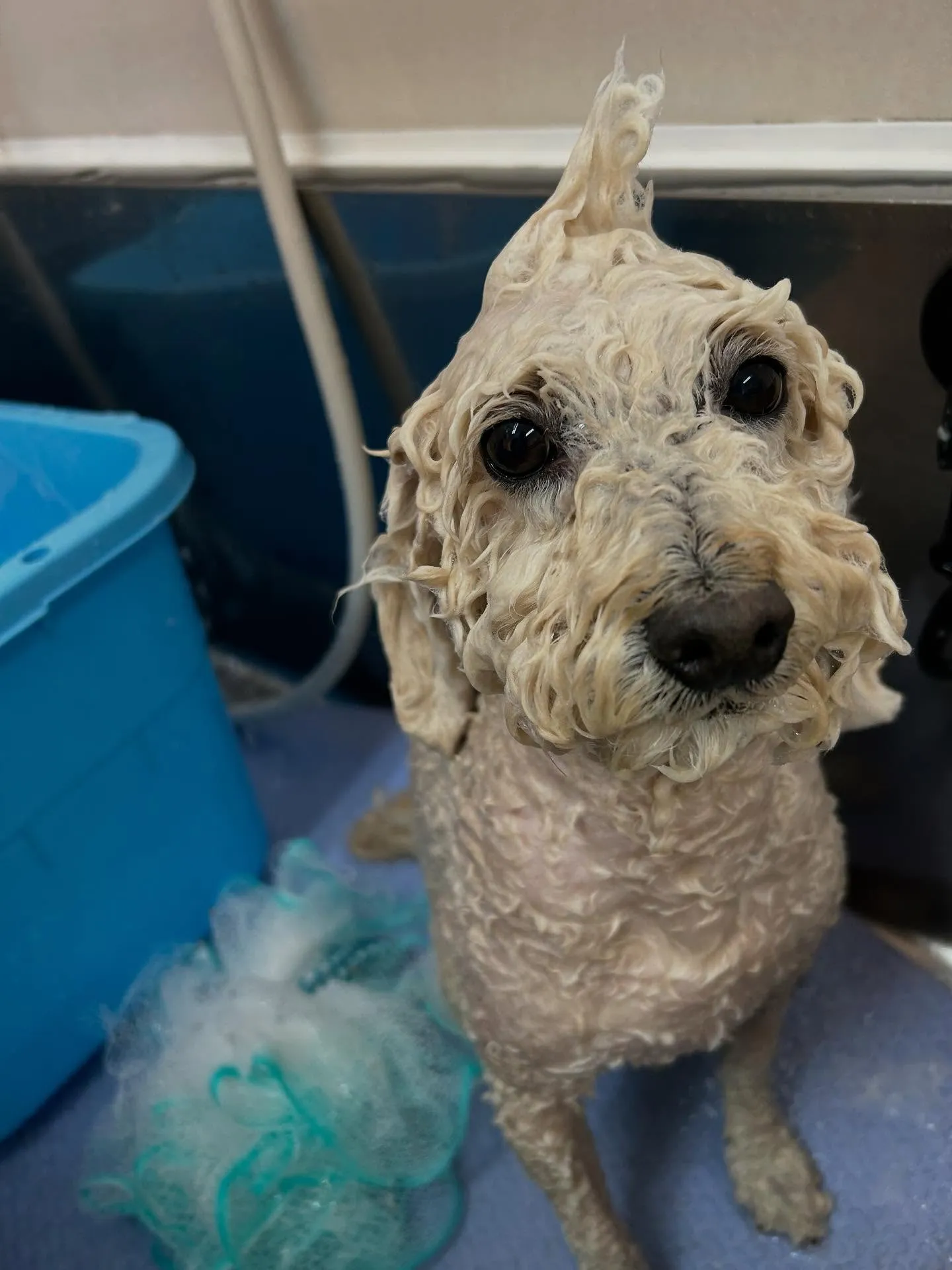 犬のトリミング✂️