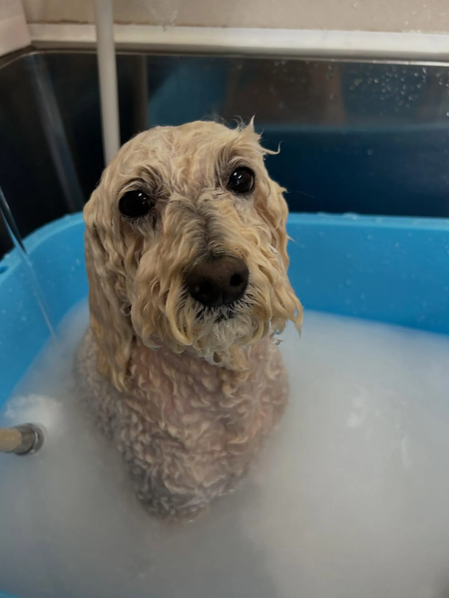 犬のトリミング✂️