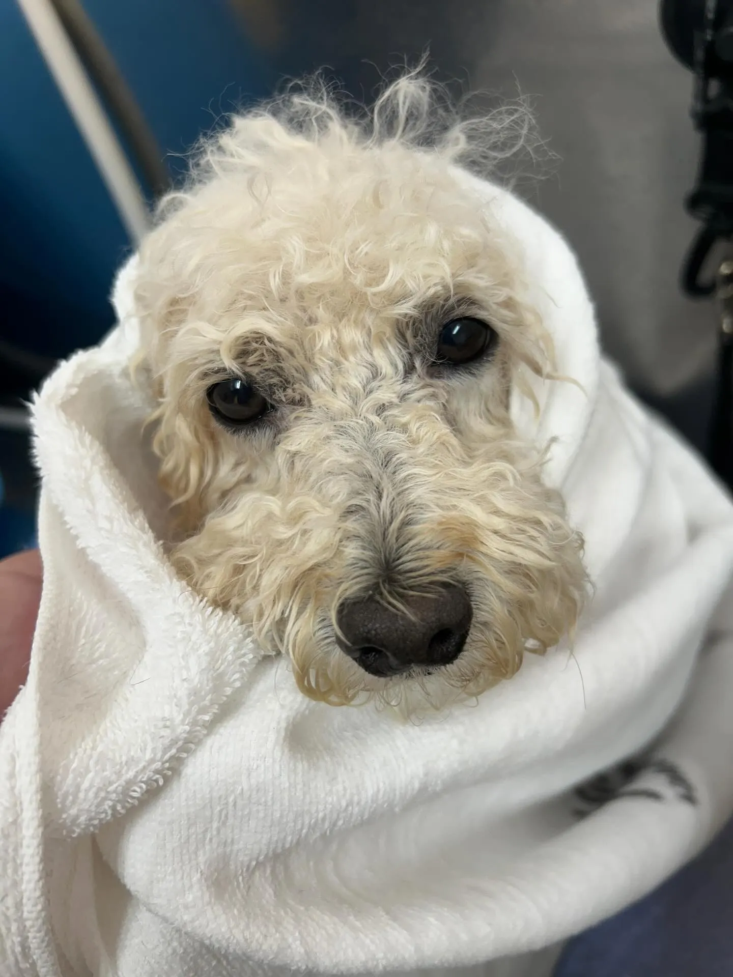 犬のトリミング✂️
