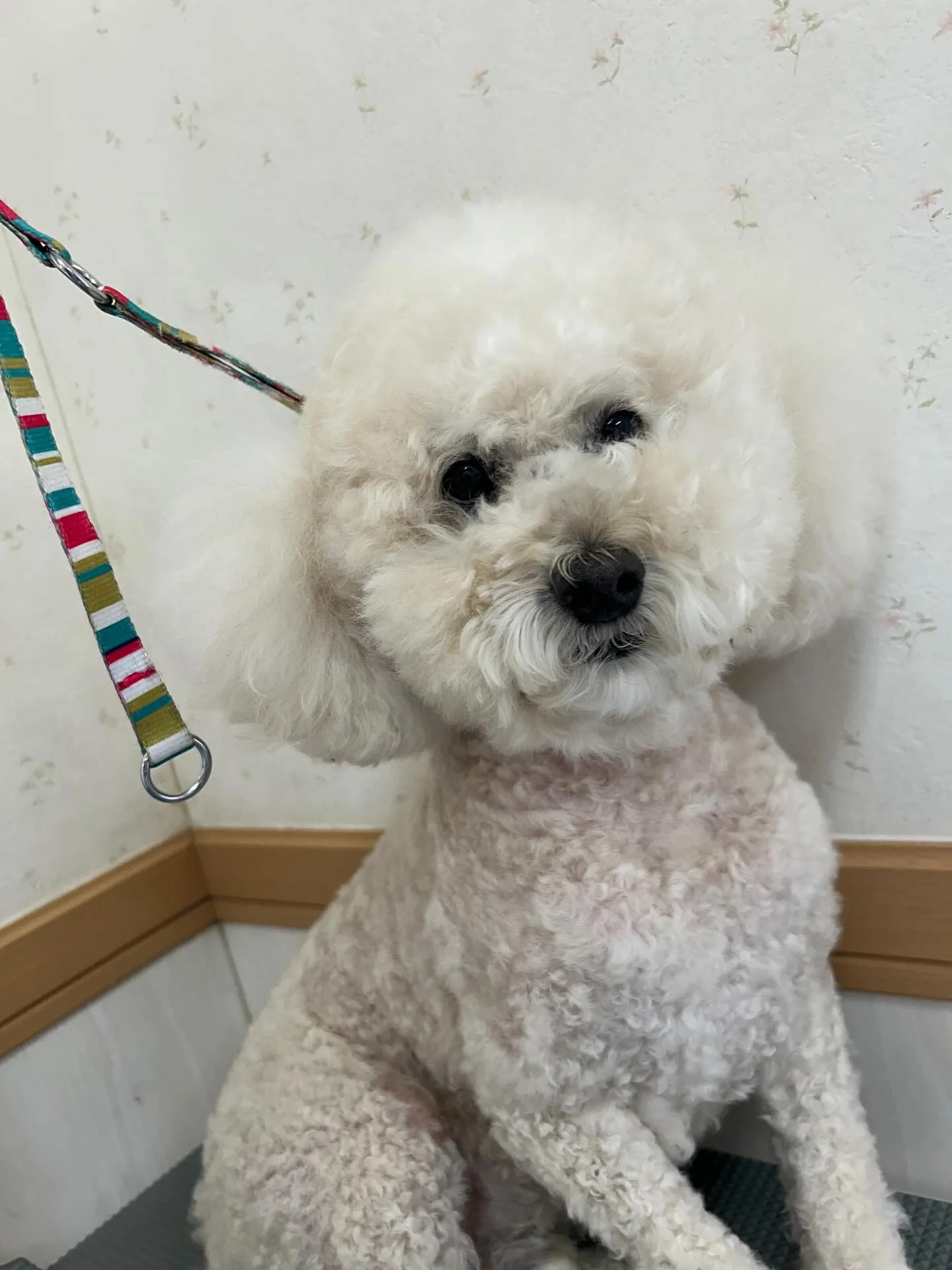 犬のトリミング✂️