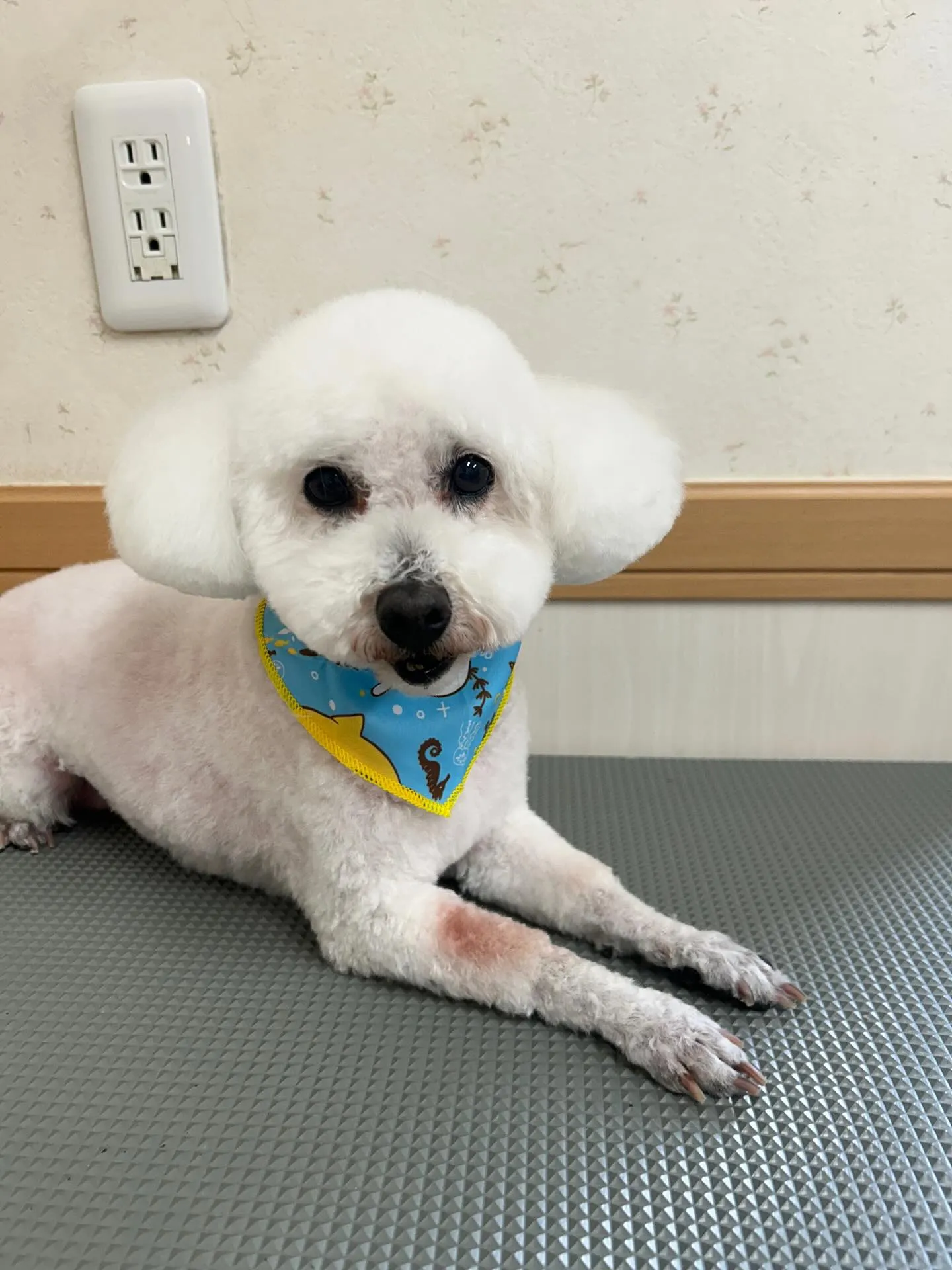 犬のトリミング✂️