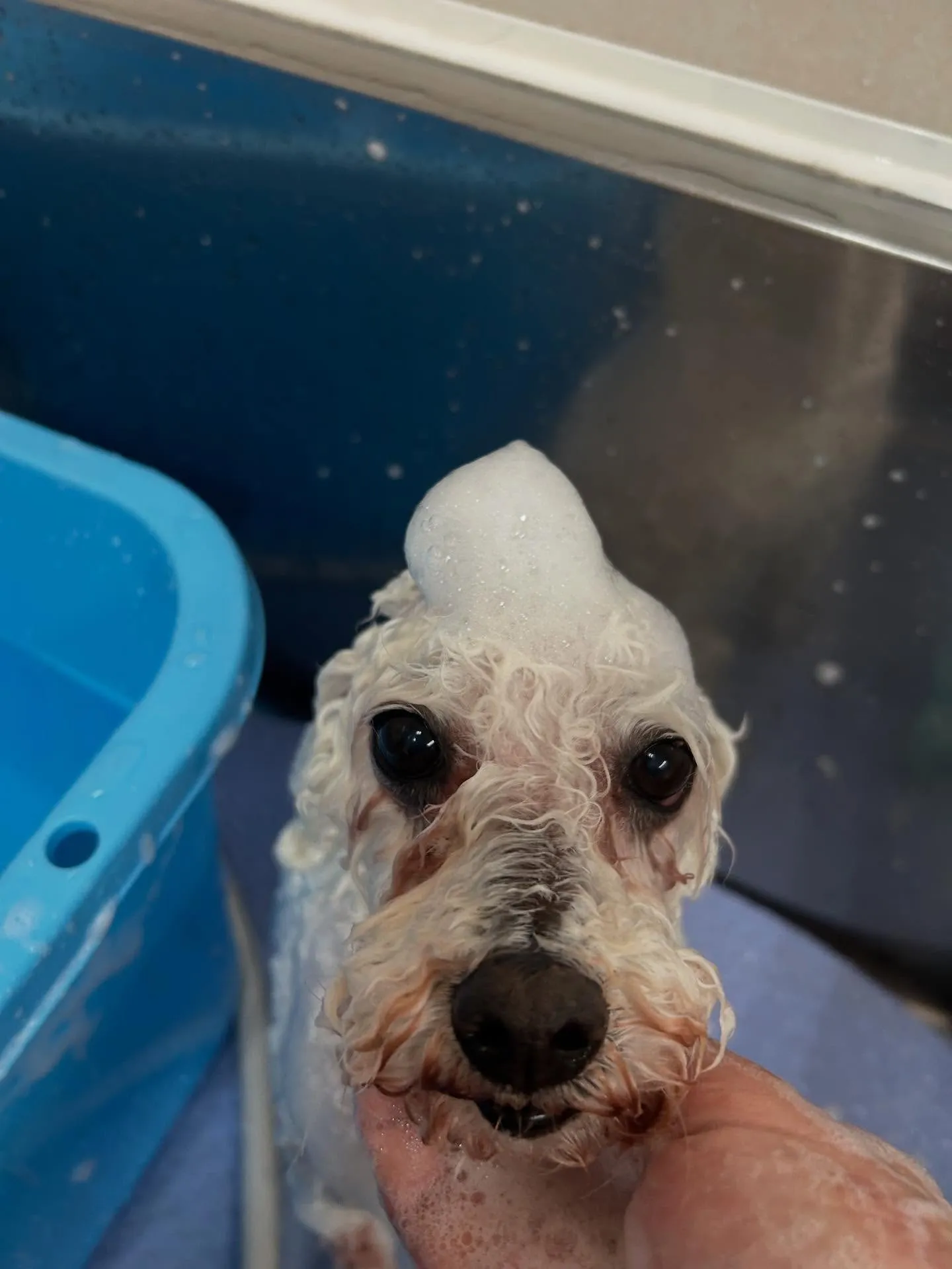 犬のトリミング✂️
