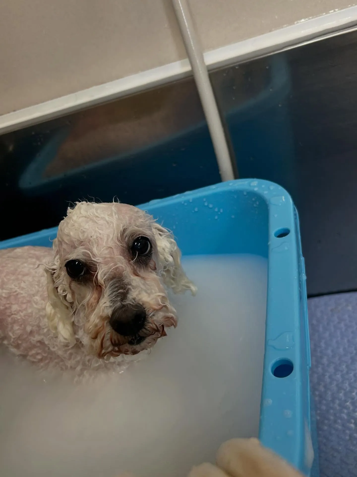 犬のトリミング✂️