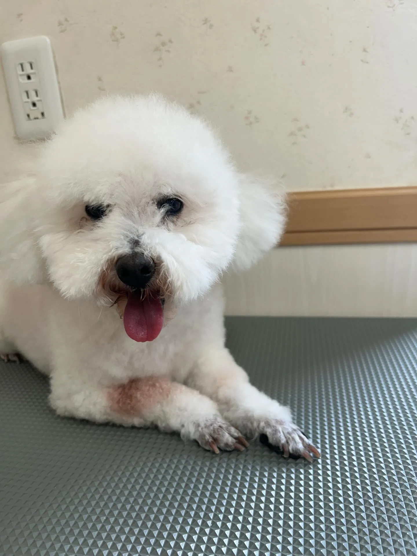 犬のトリミング✂️