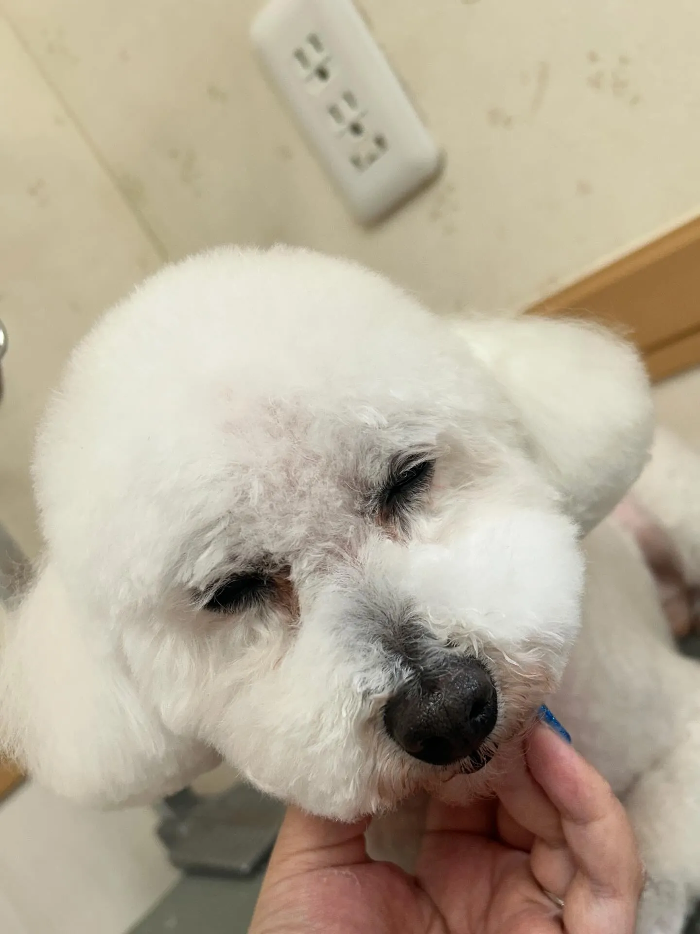 犬のトリミング✂️