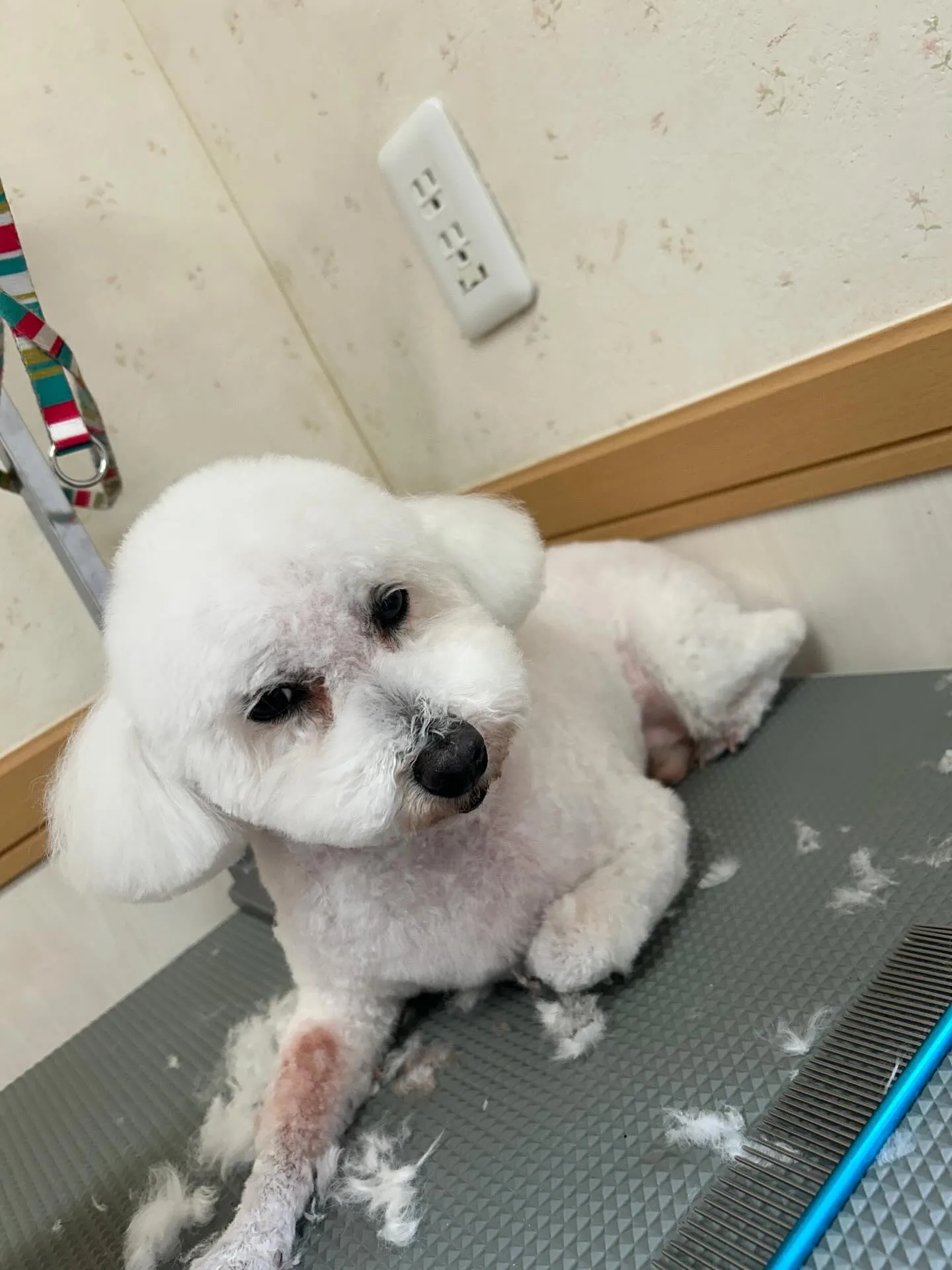犬のトリミング✂️