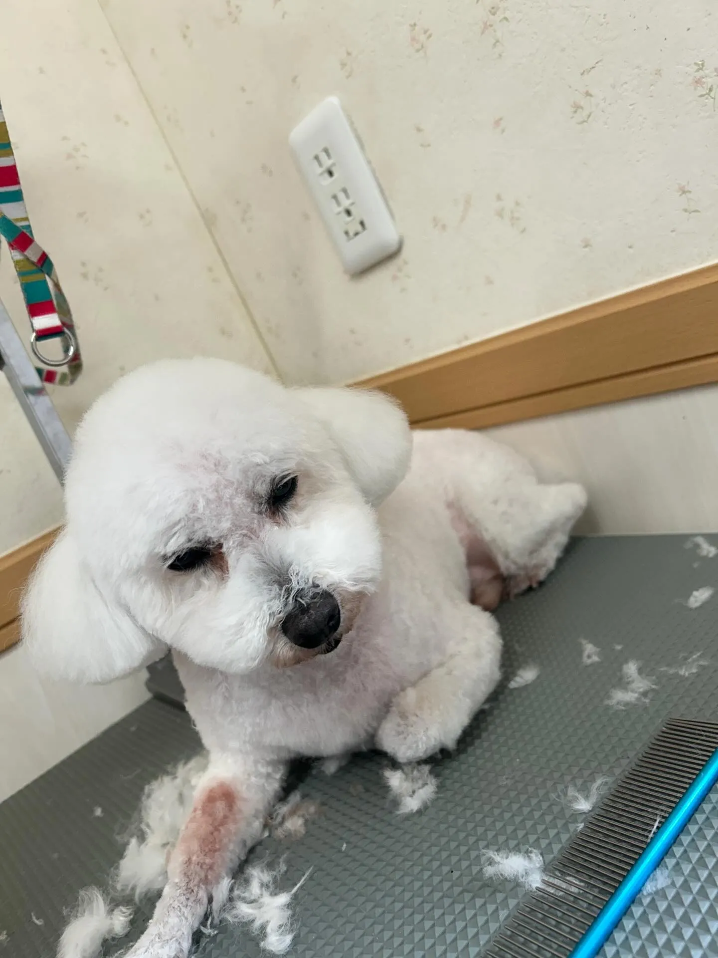 犬のトリミング✂️