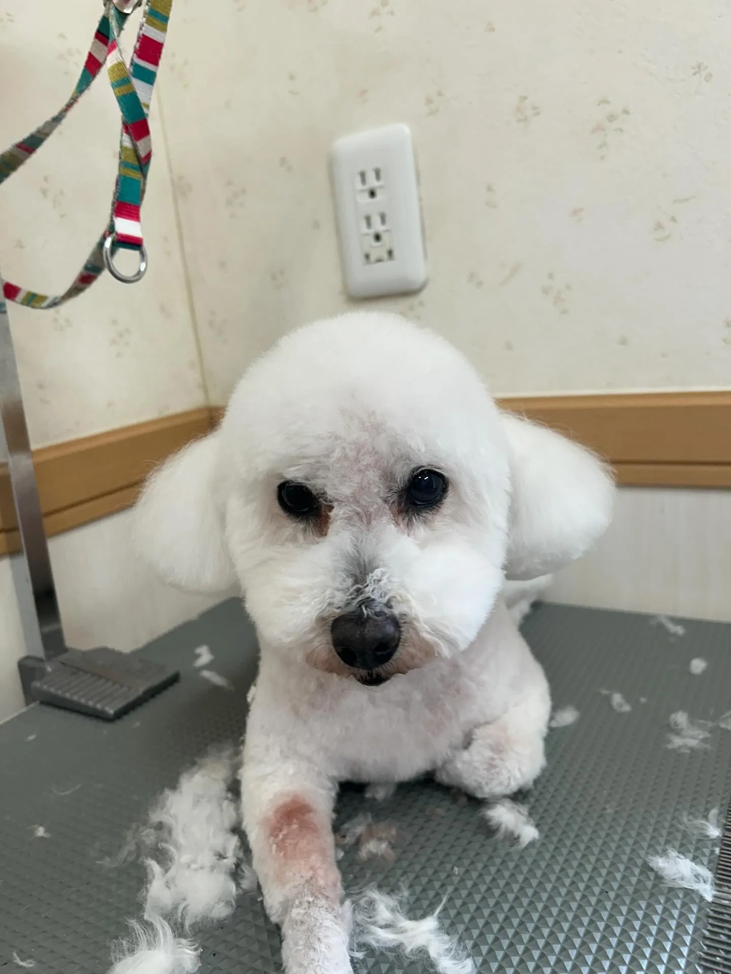 犬のトリミング✂️