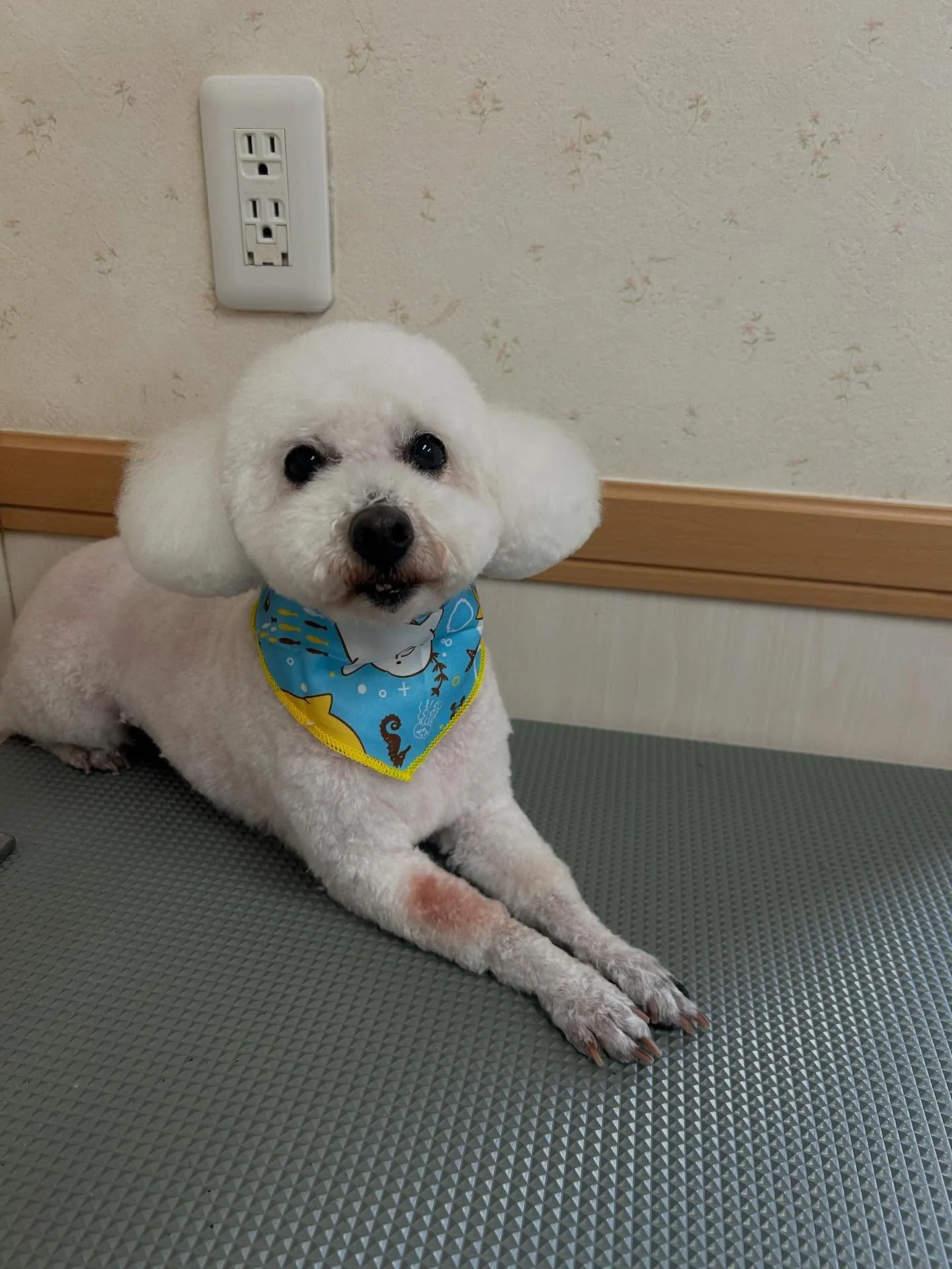 犬のトリミング✂️