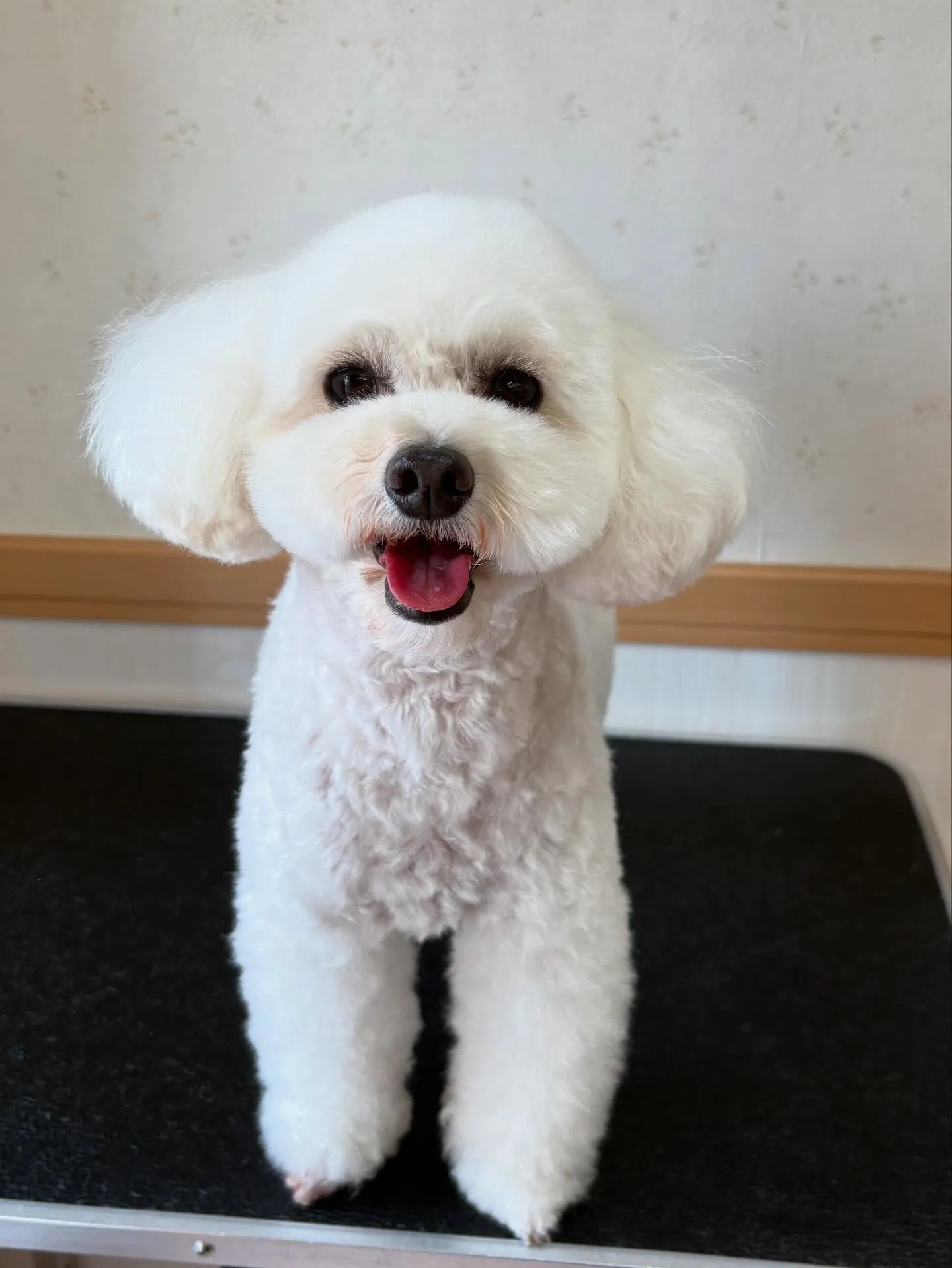 犬のトリミング✂️