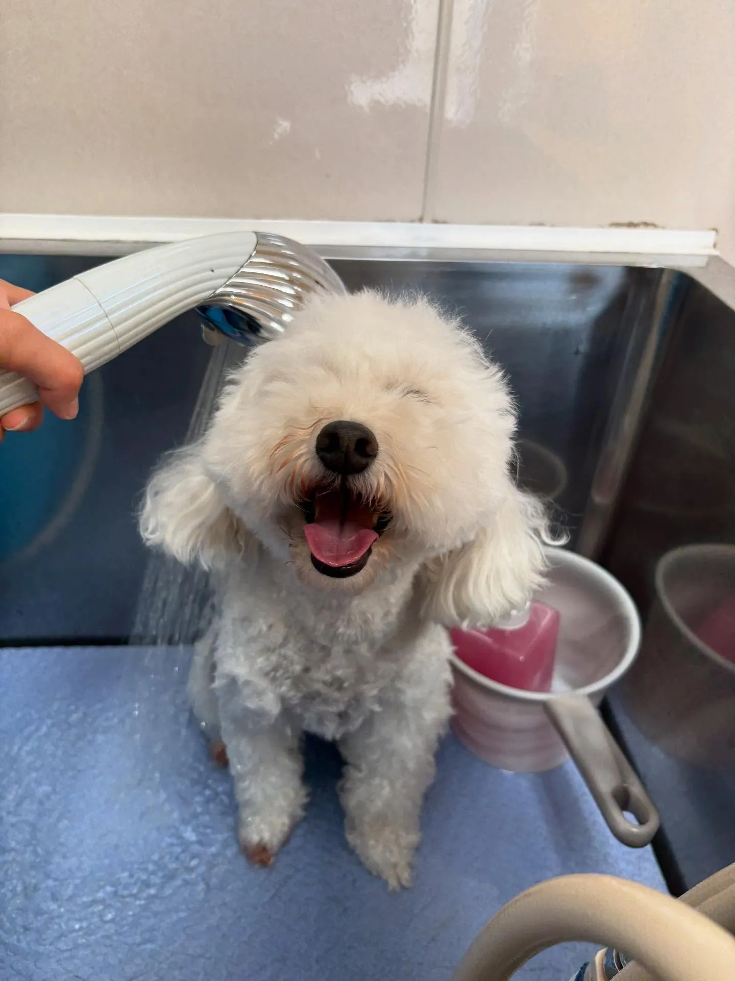 犬のトリミング✂️