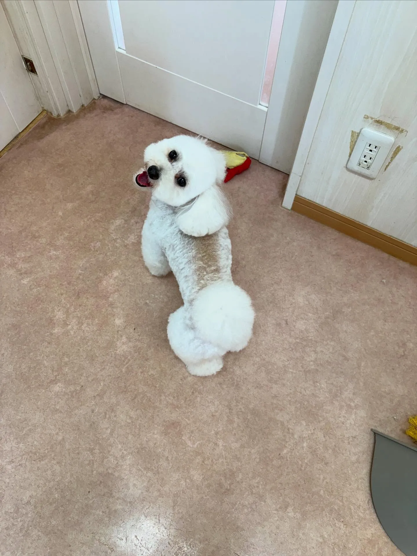 犬のトリミング✂️