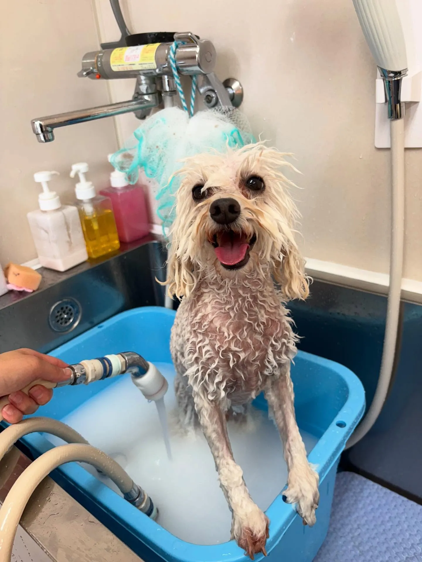 犬のトリミング✂️