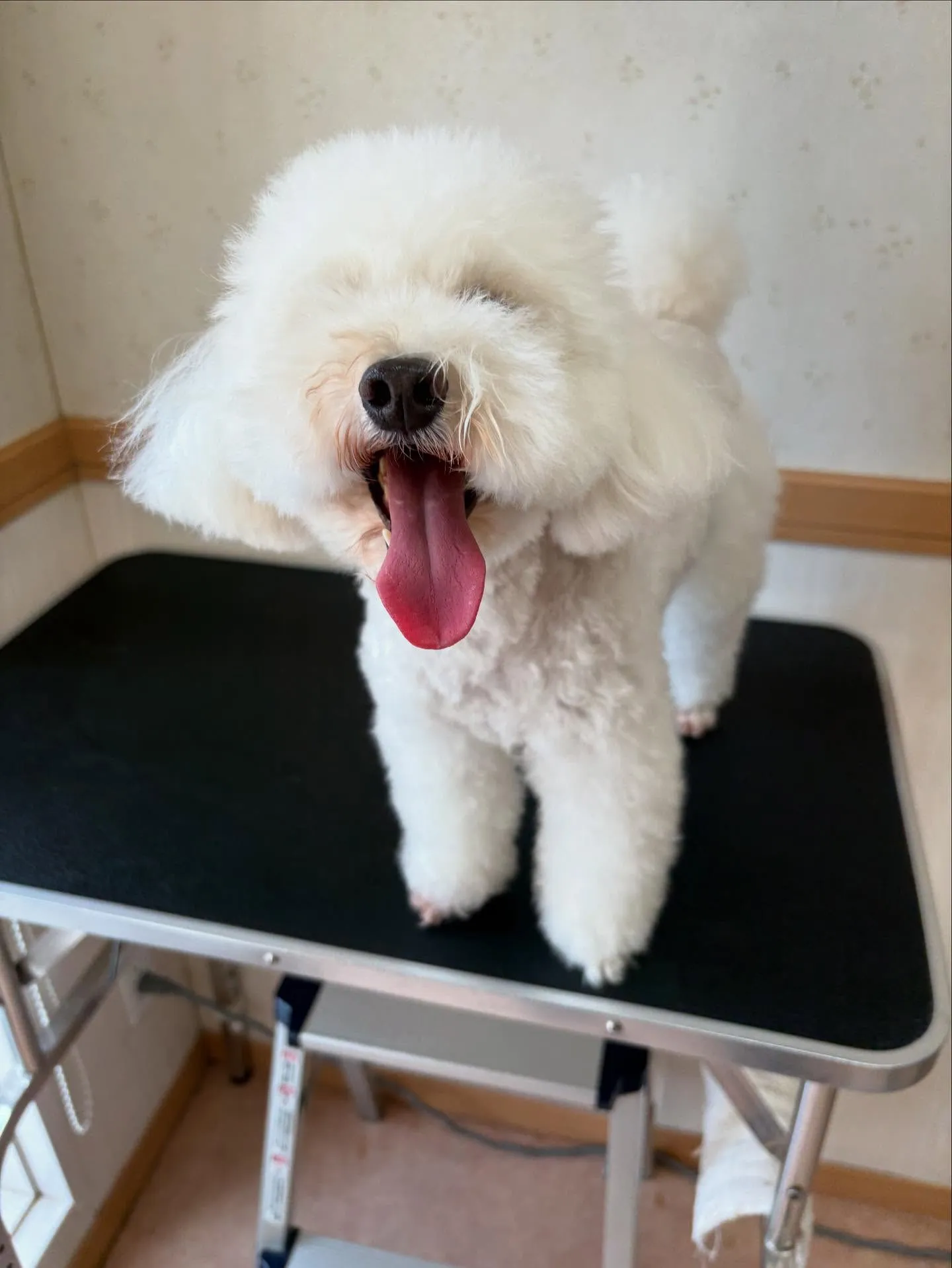 犬のトリミング✂️