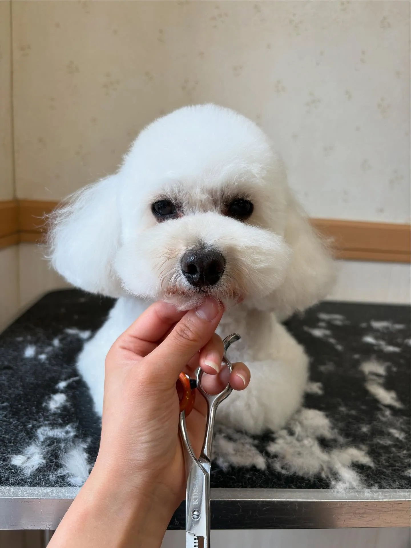 犬のトリミング✂️