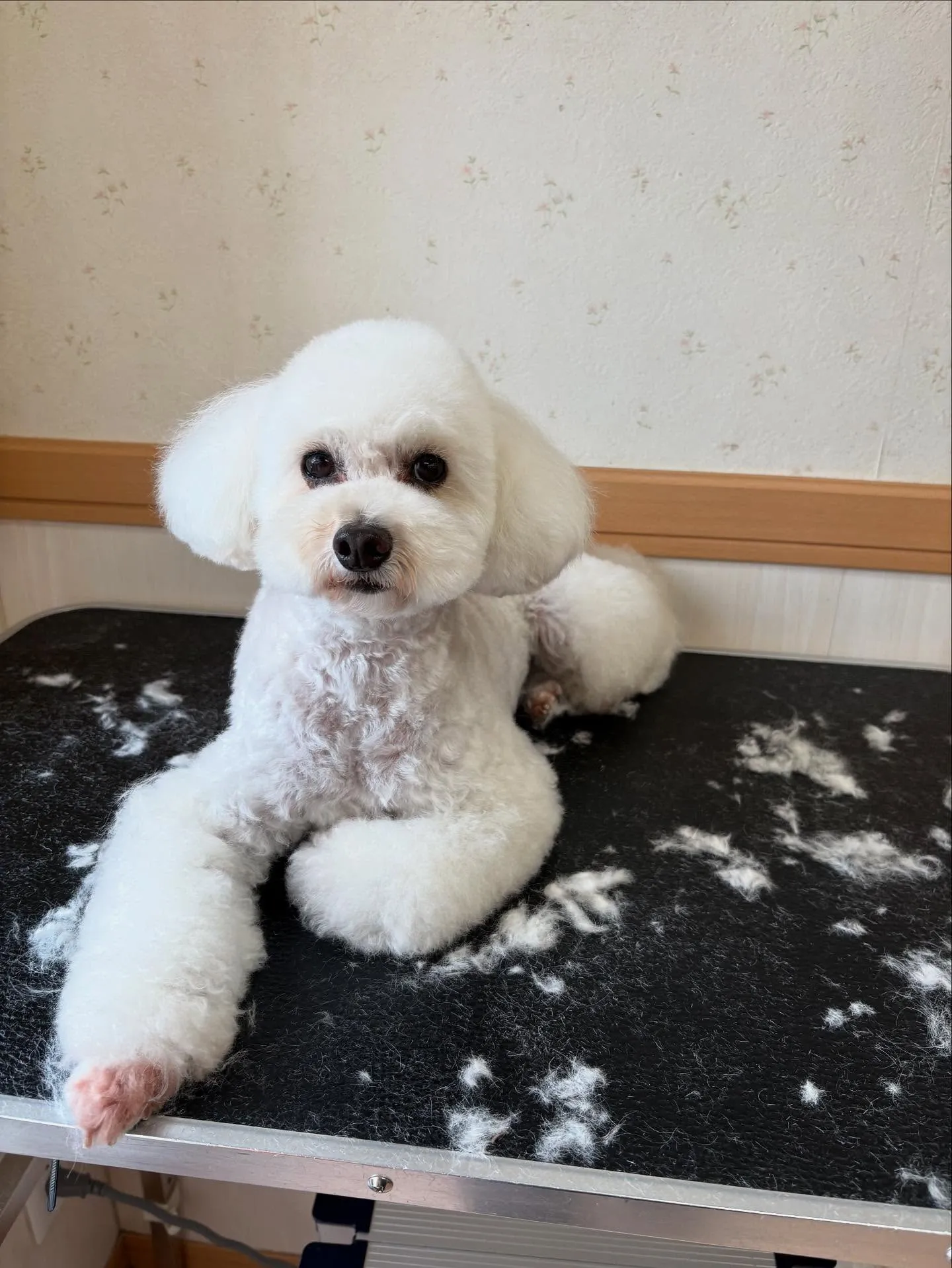 犬のトリミング✂️
