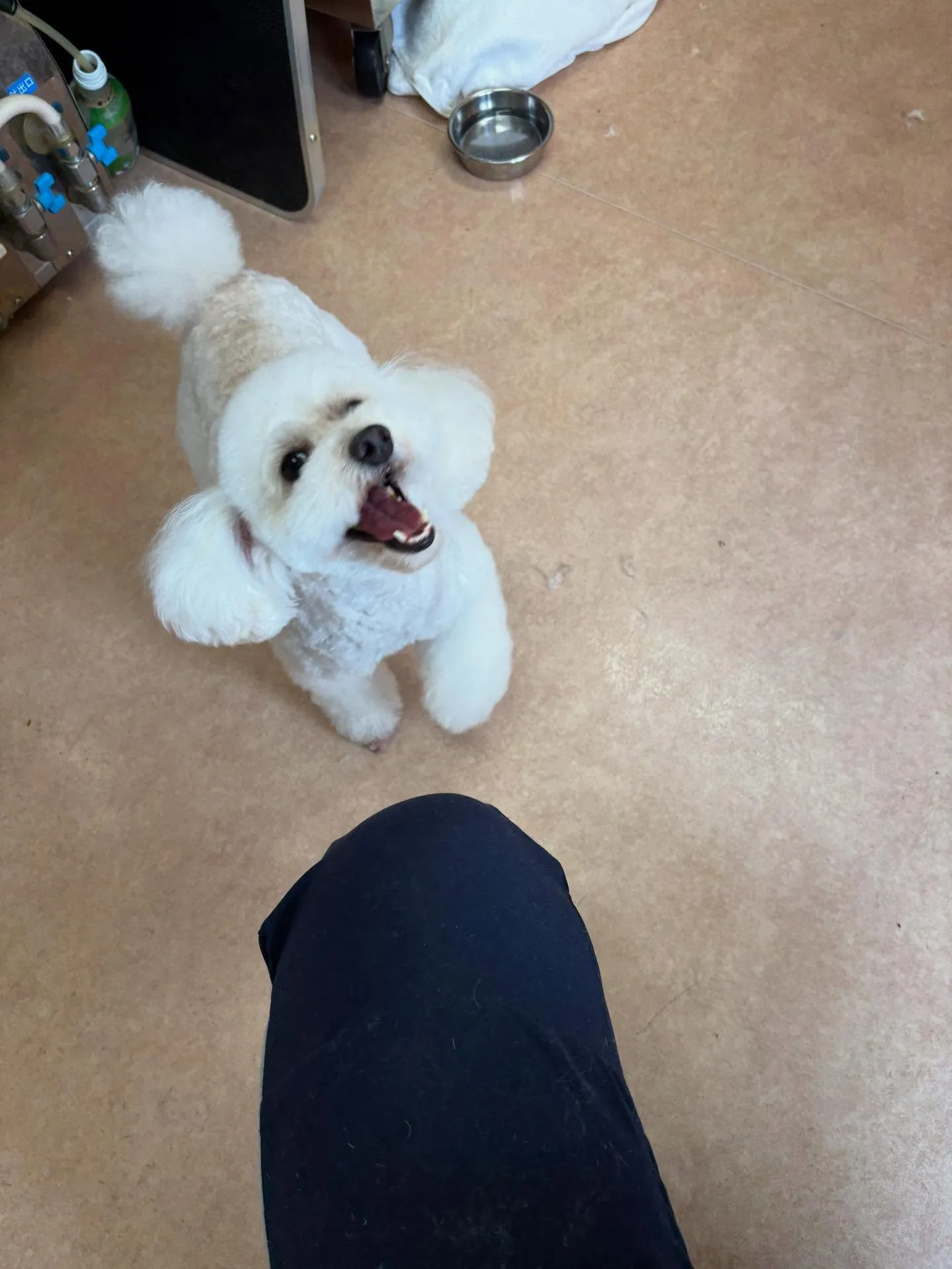 犬のトリミング✂️