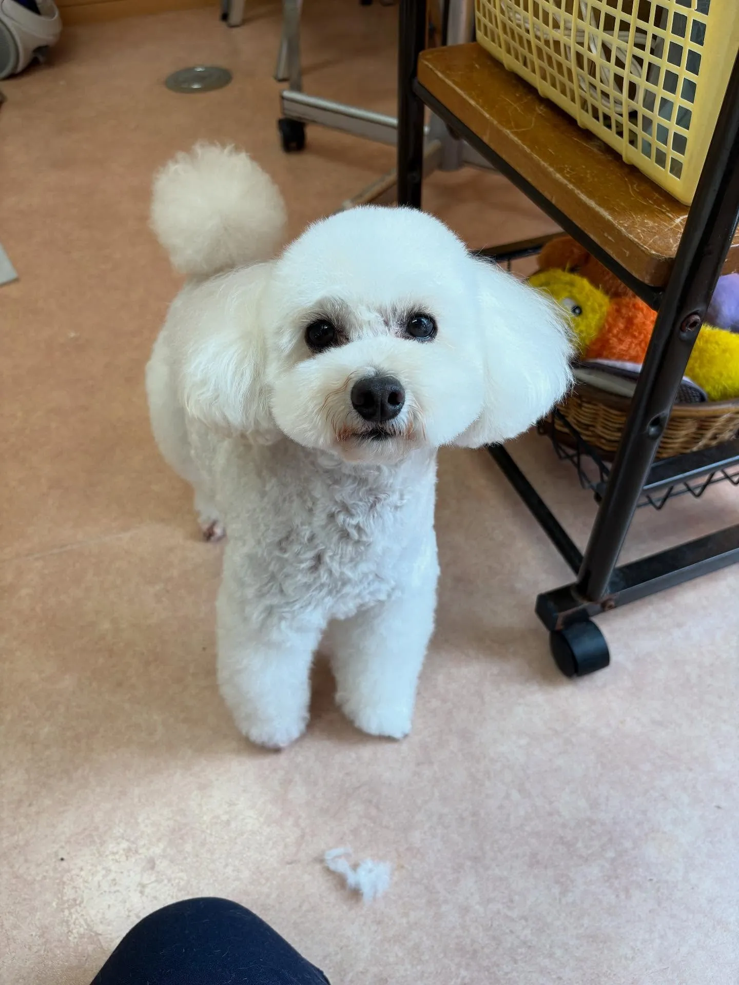 犬のトリミング✂️