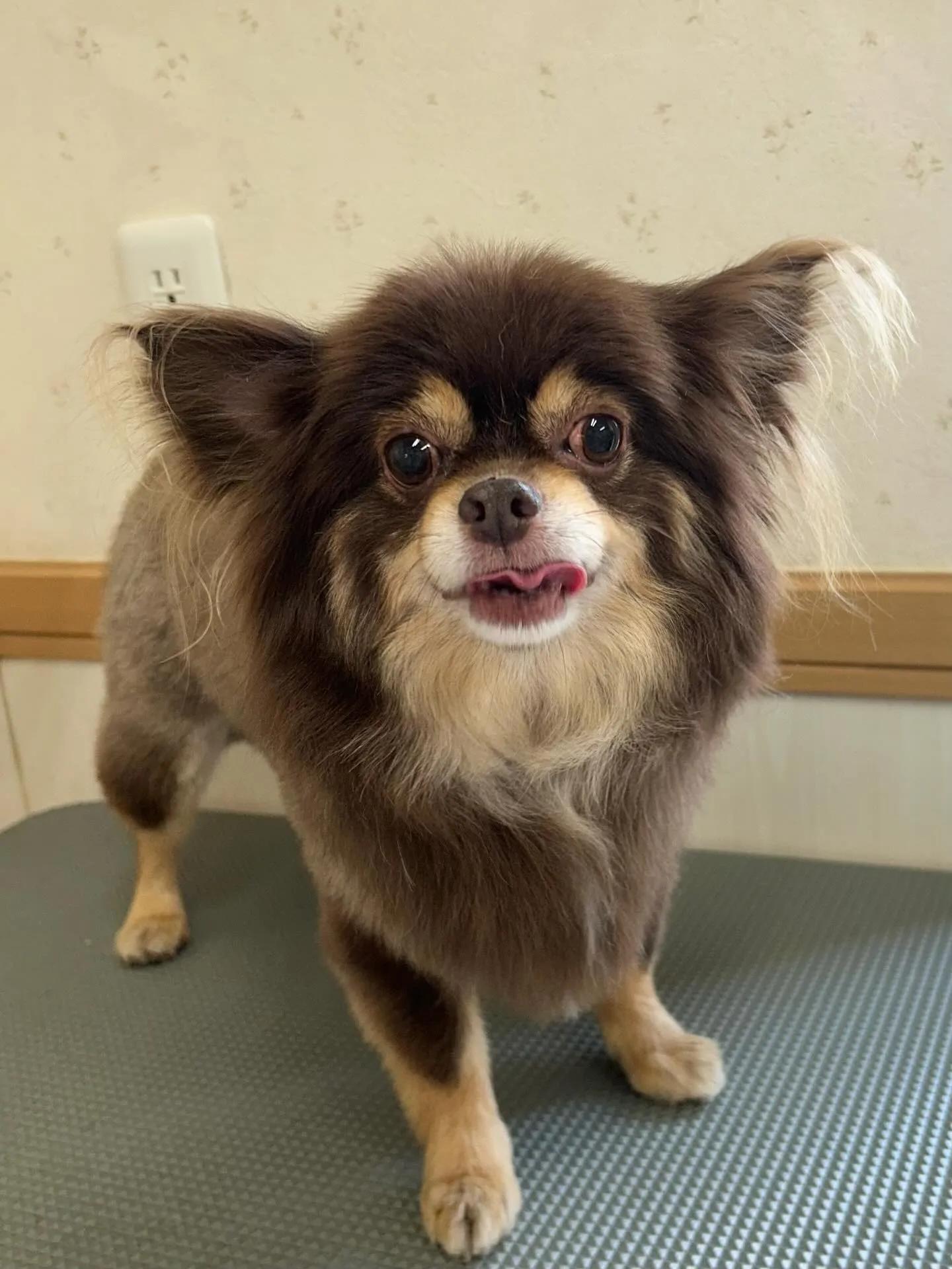犬のトリミング✂️