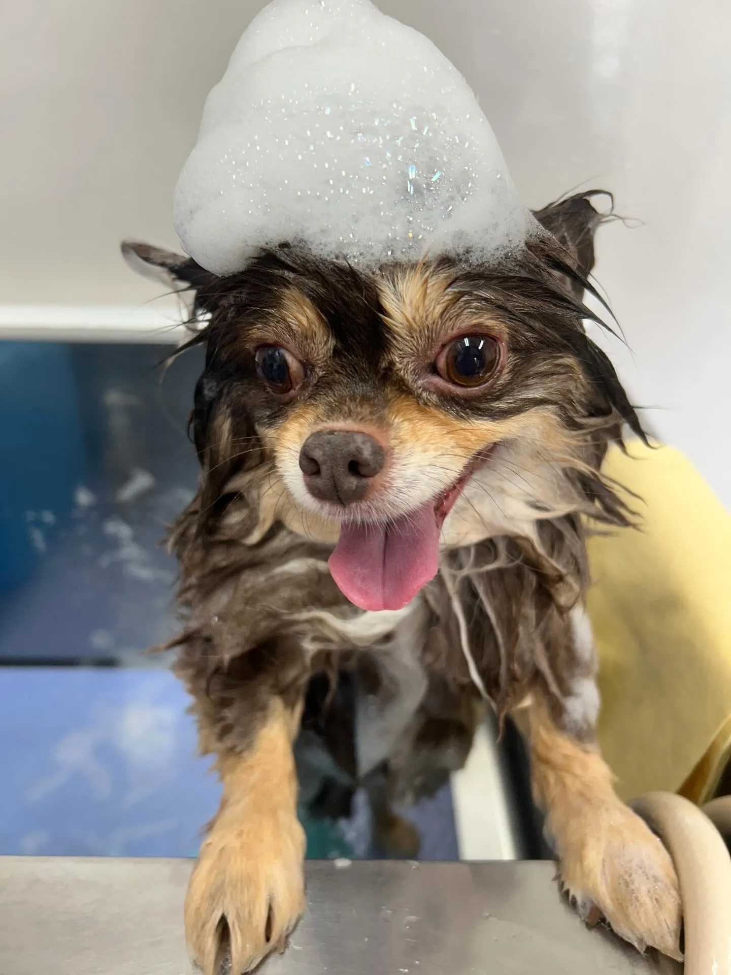 犬のトリミング✂️