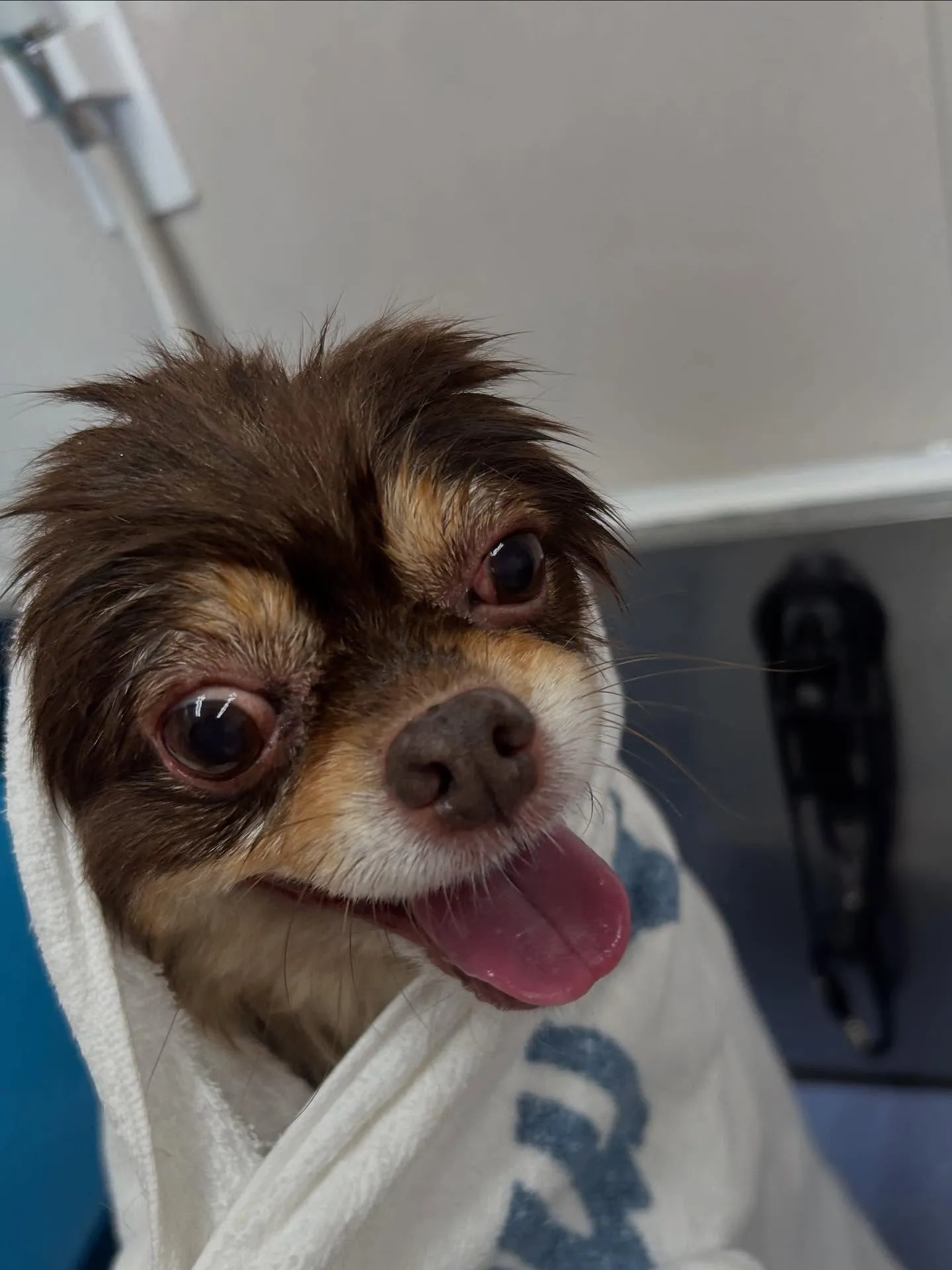 犬のトリミング✂️