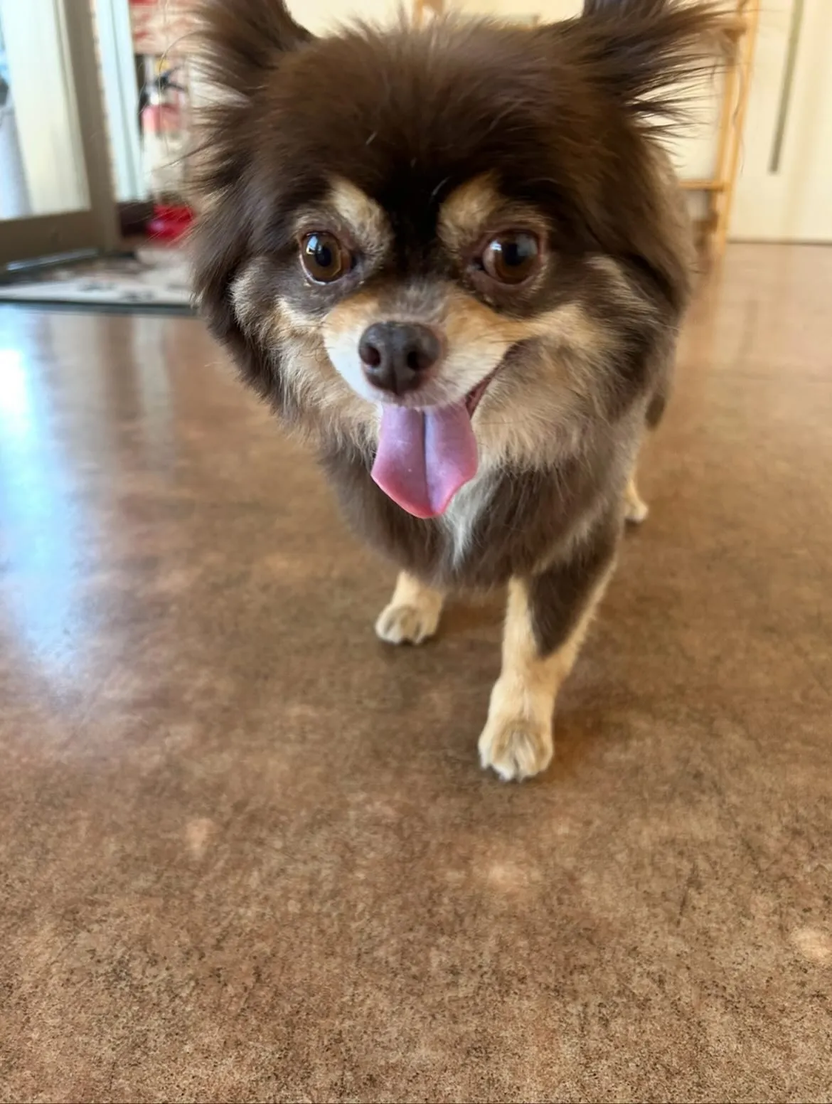 犬のトリミング✂️