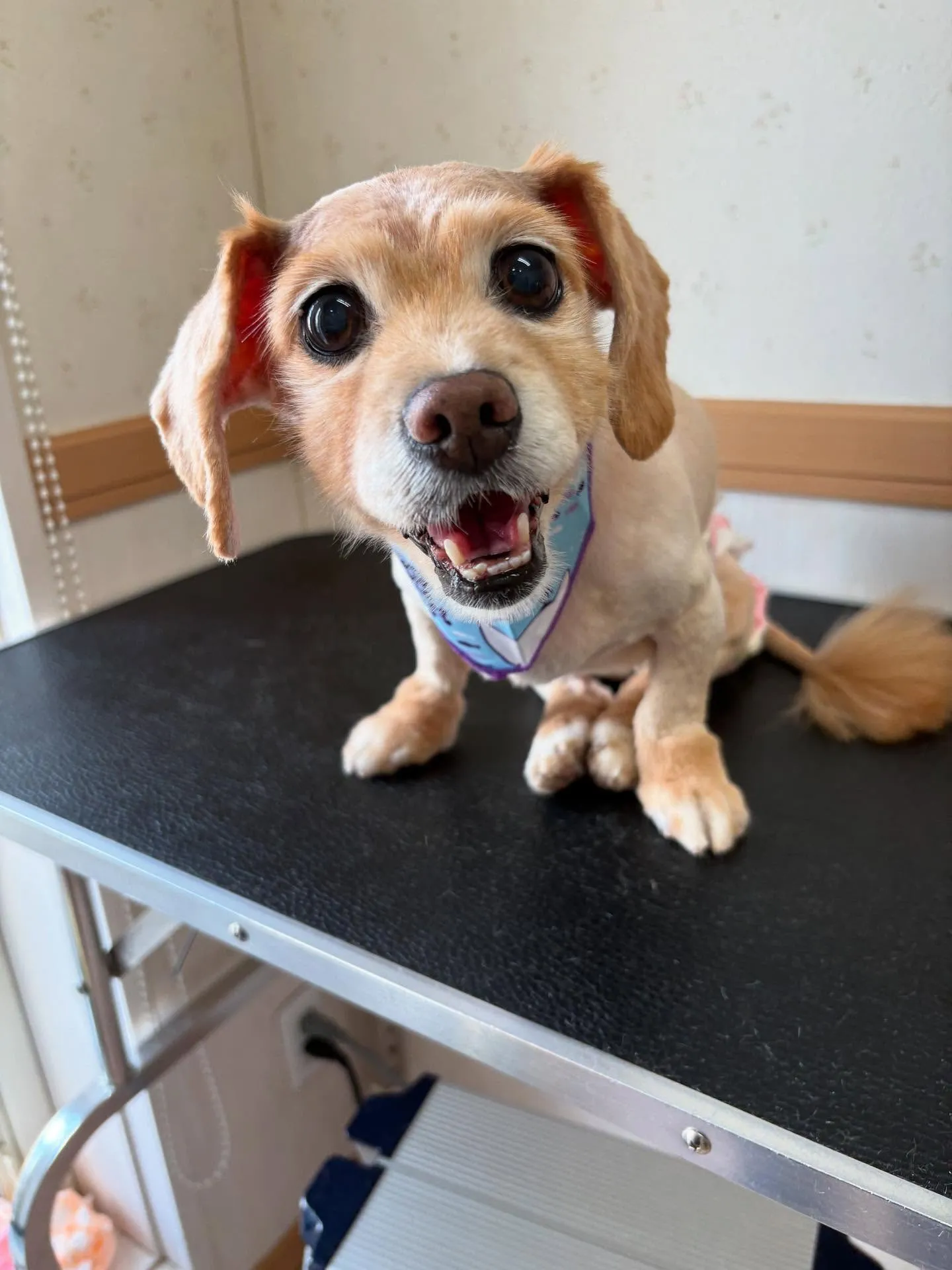 犬のトリミング✂️