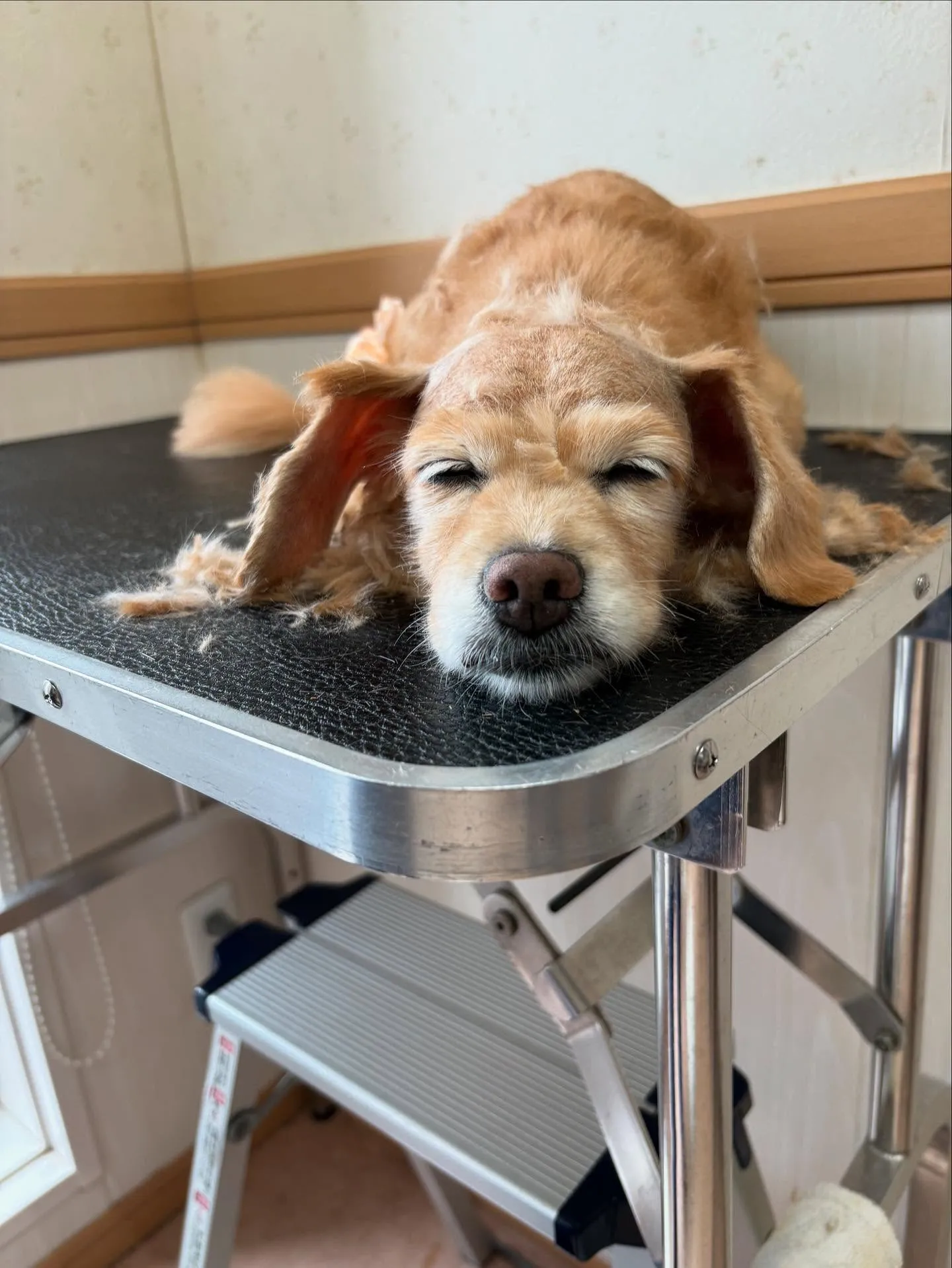 犬のトリミング✂️