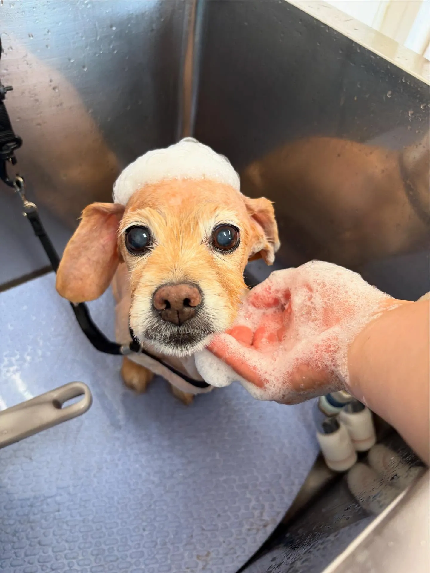 犬のトリミング✂️
