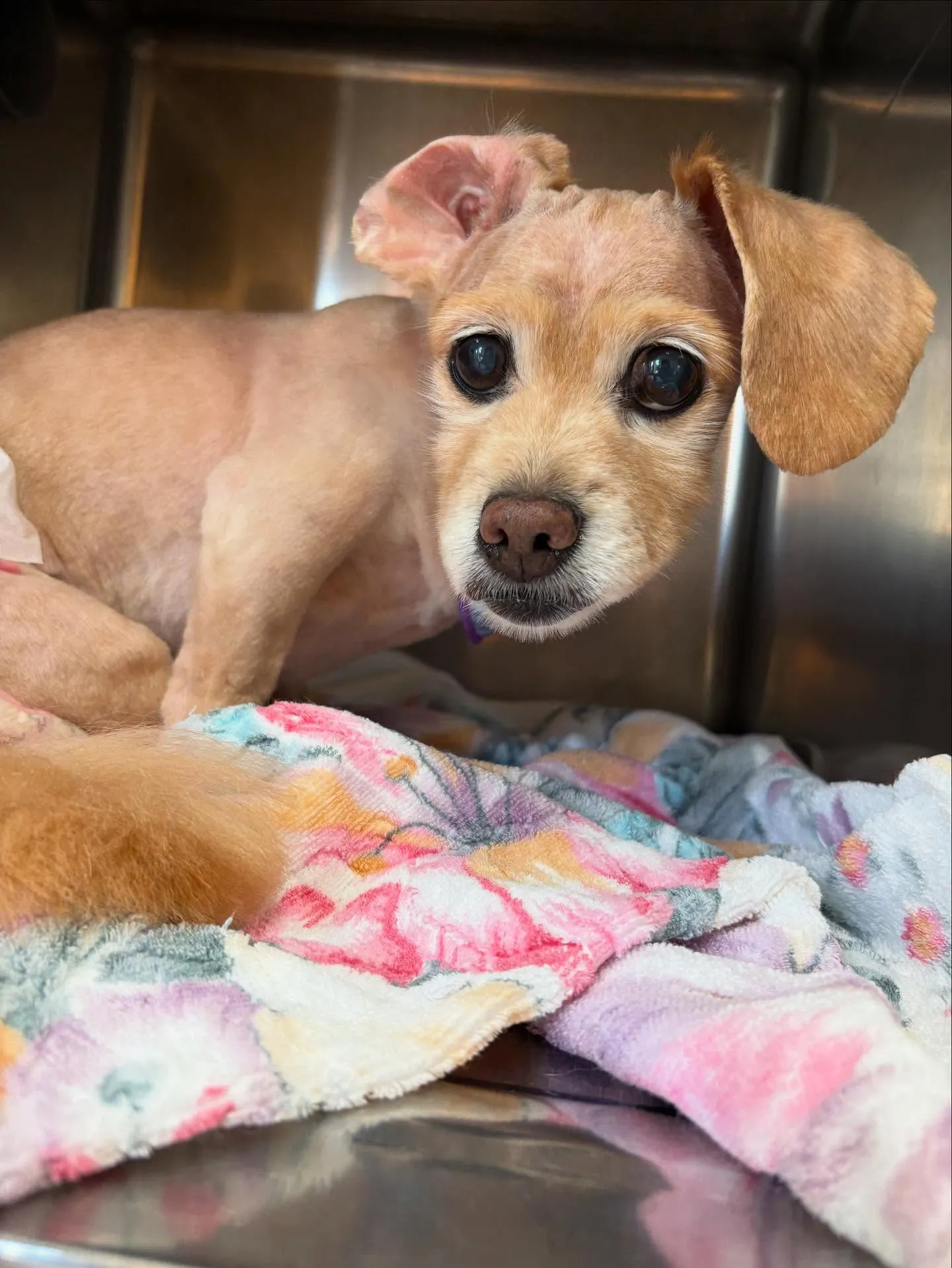 犬のトリミング✂️