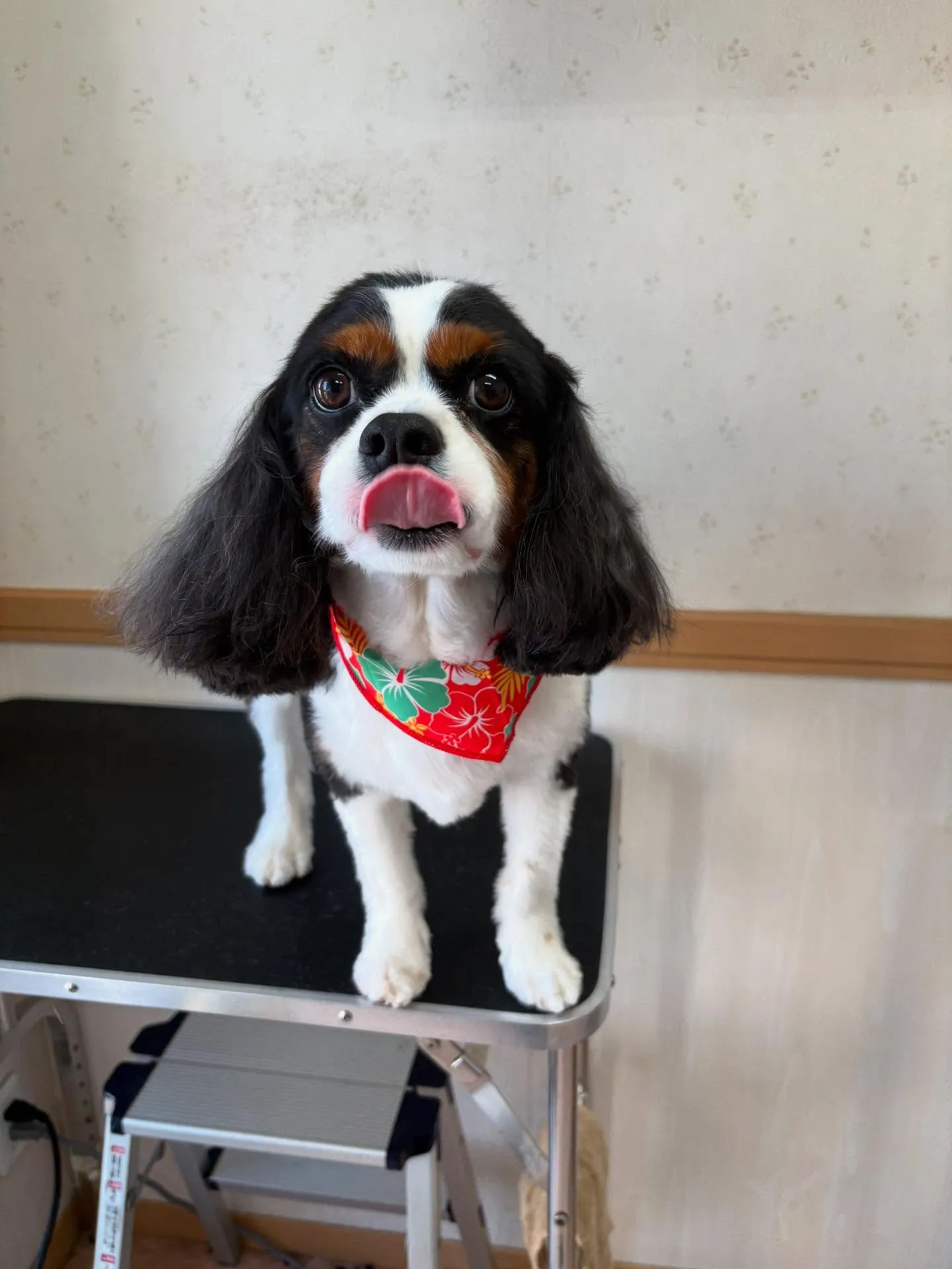犬のシャンプー🫧