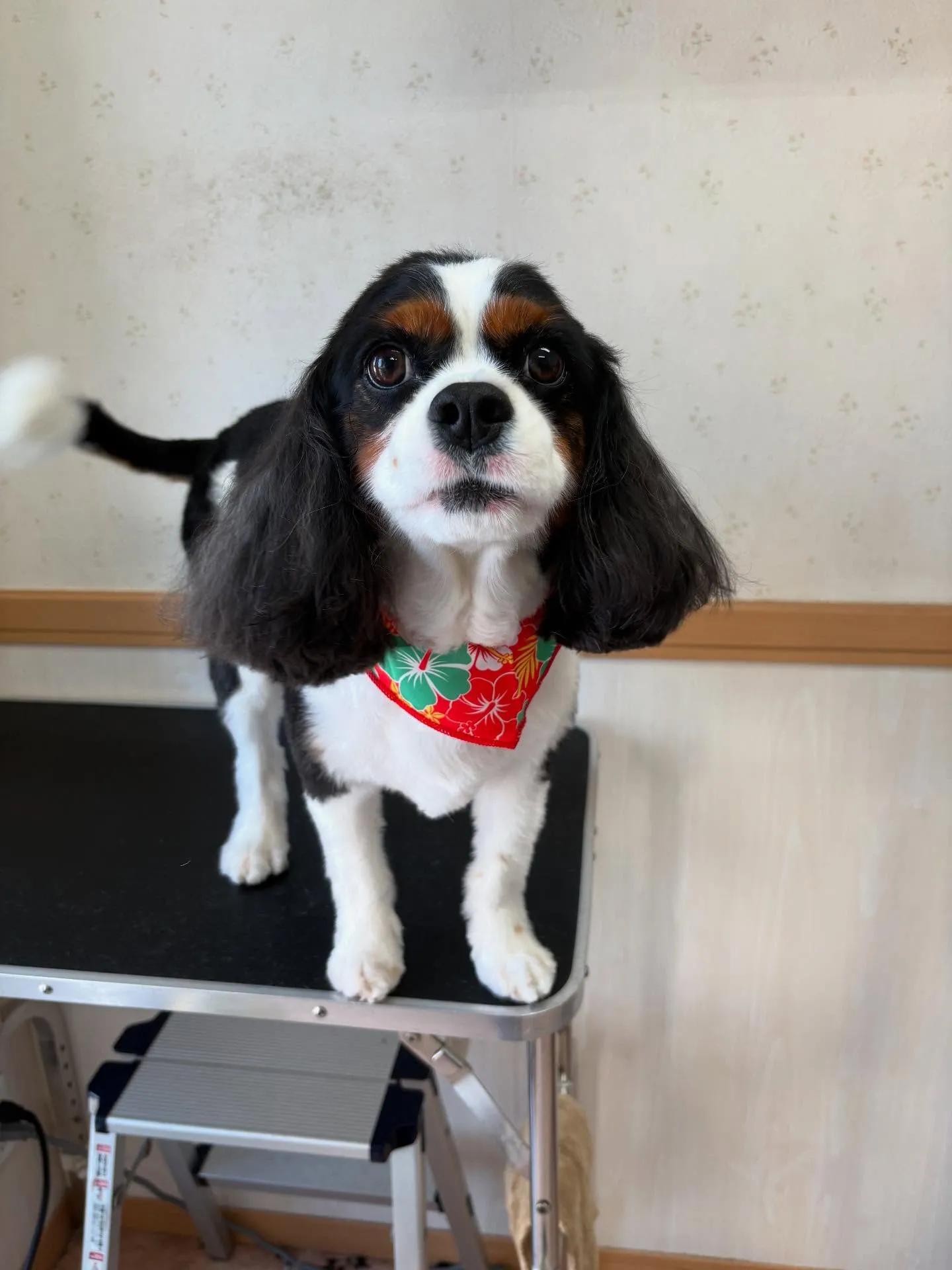 犬のシャンプー🫧