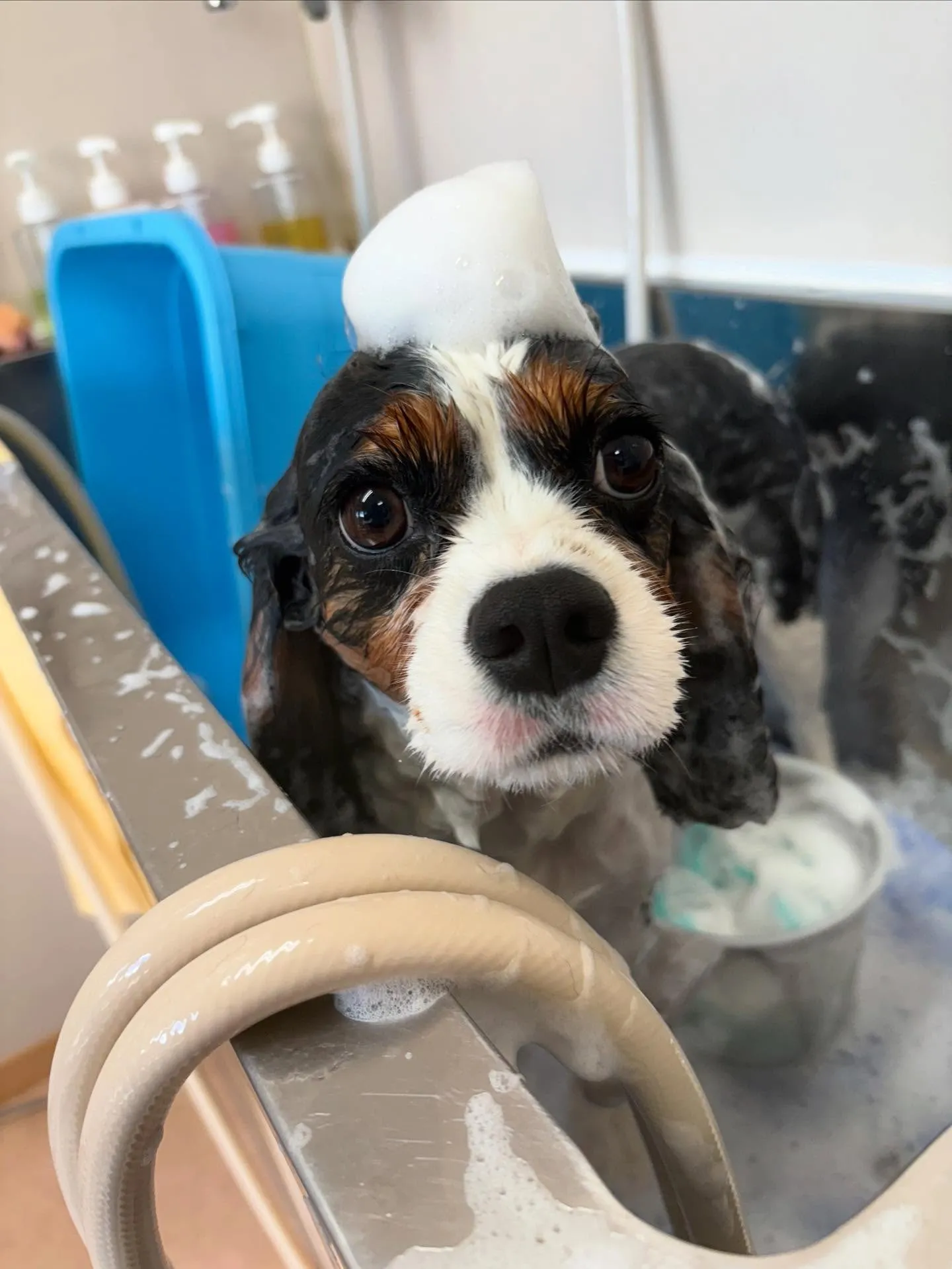犬のシャンプー🫧