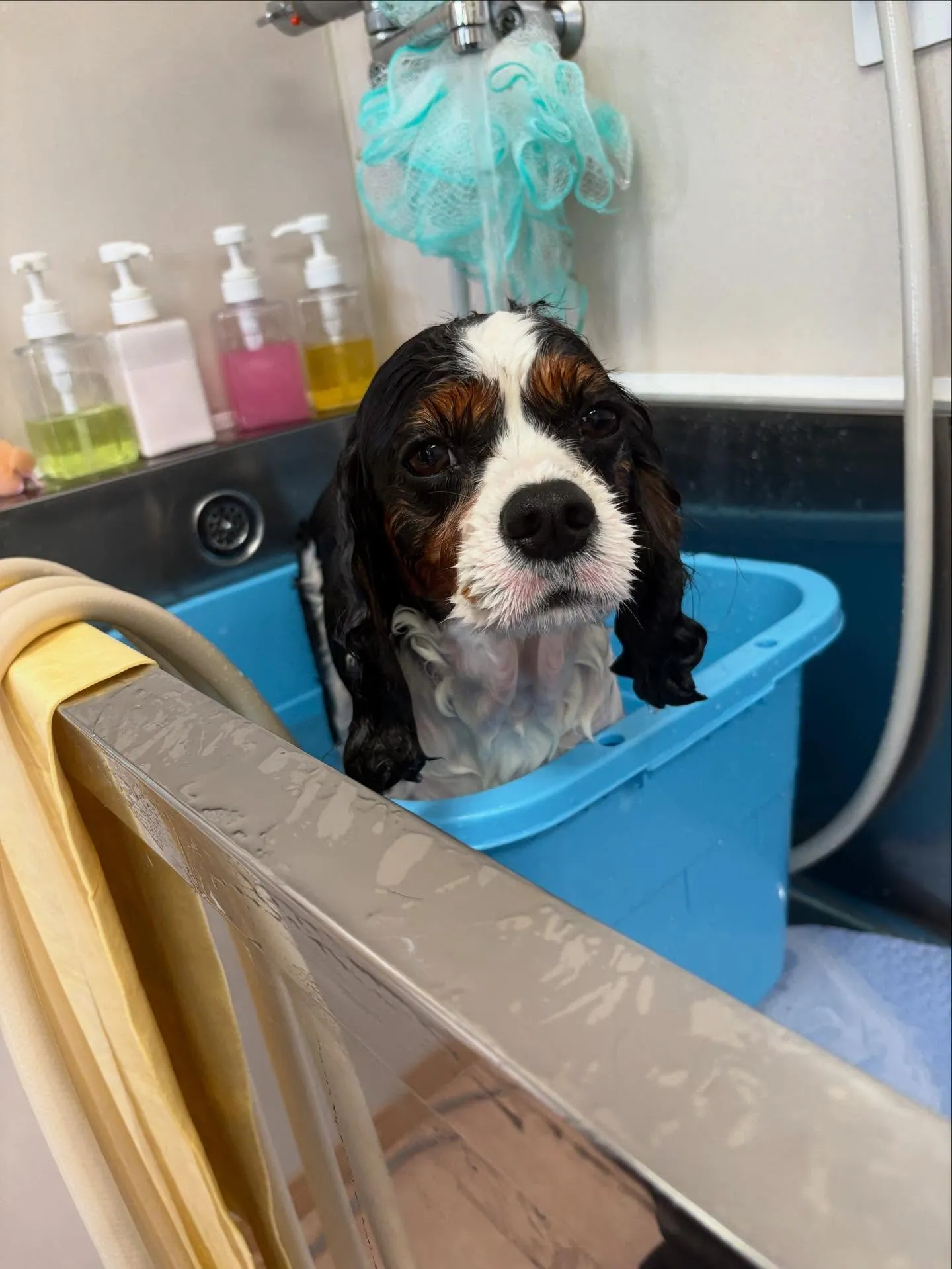犬のシャンプー🫧