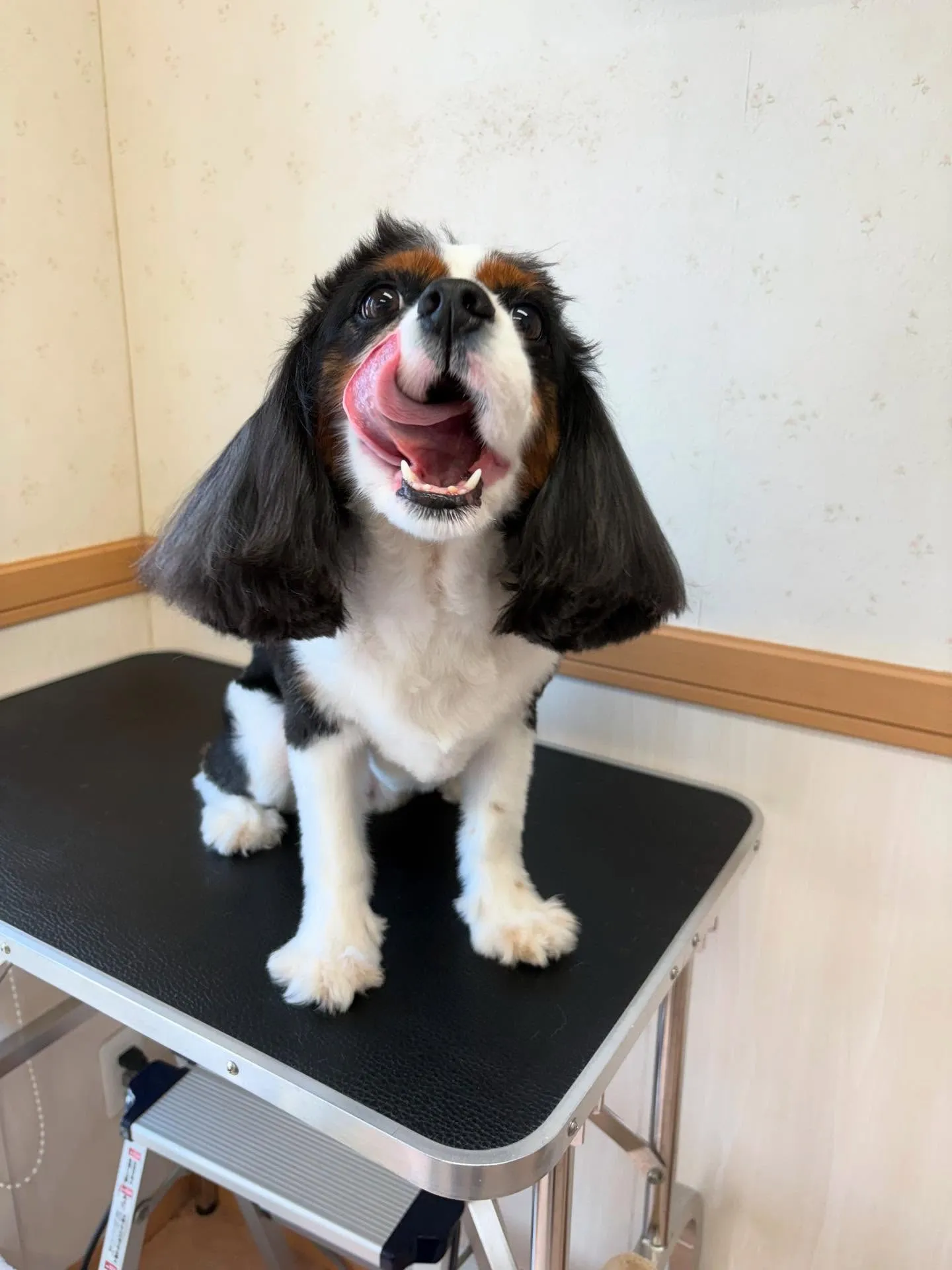 犬のシャンプー🫧
