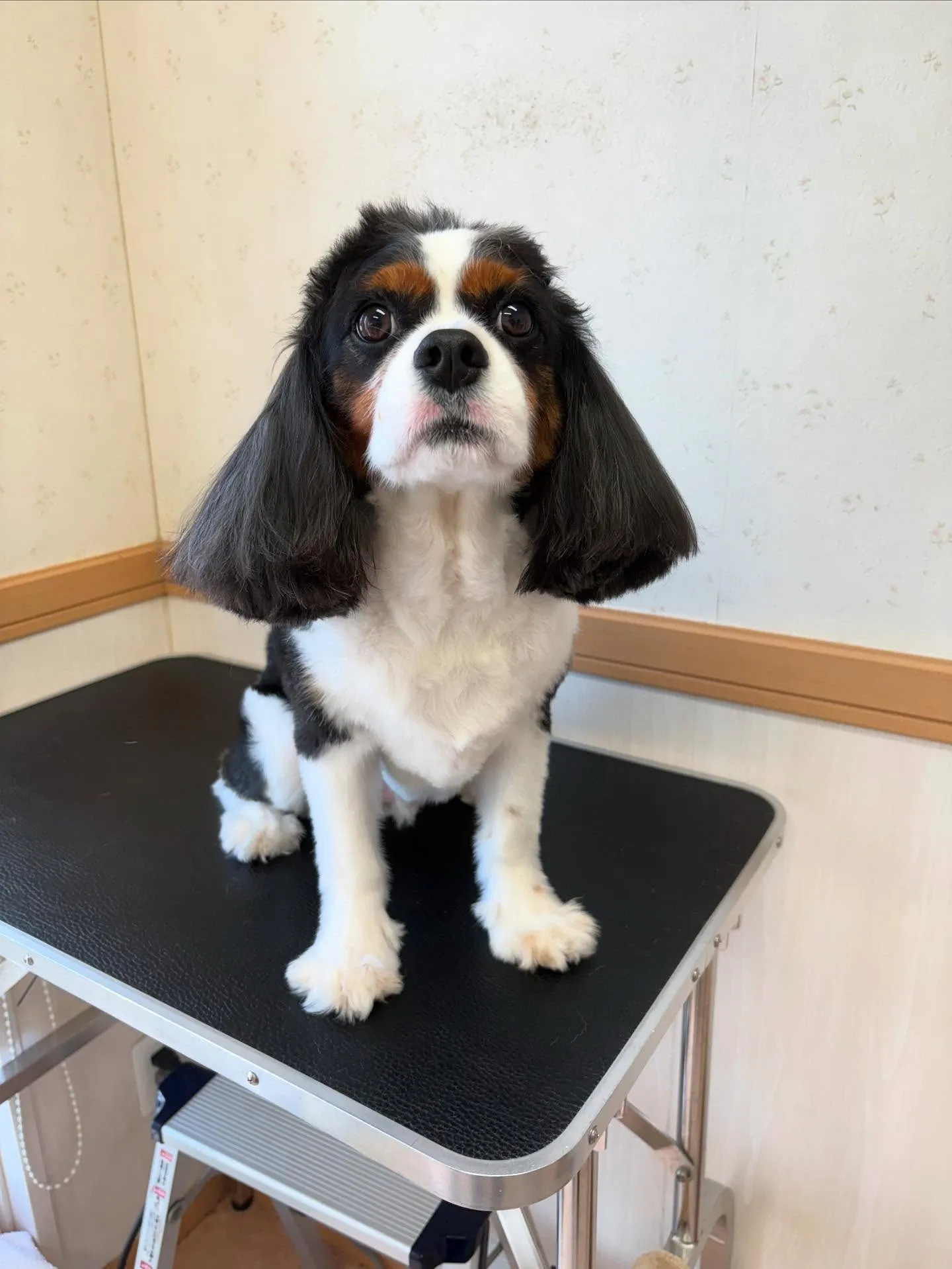 犬のシャンプー🫧