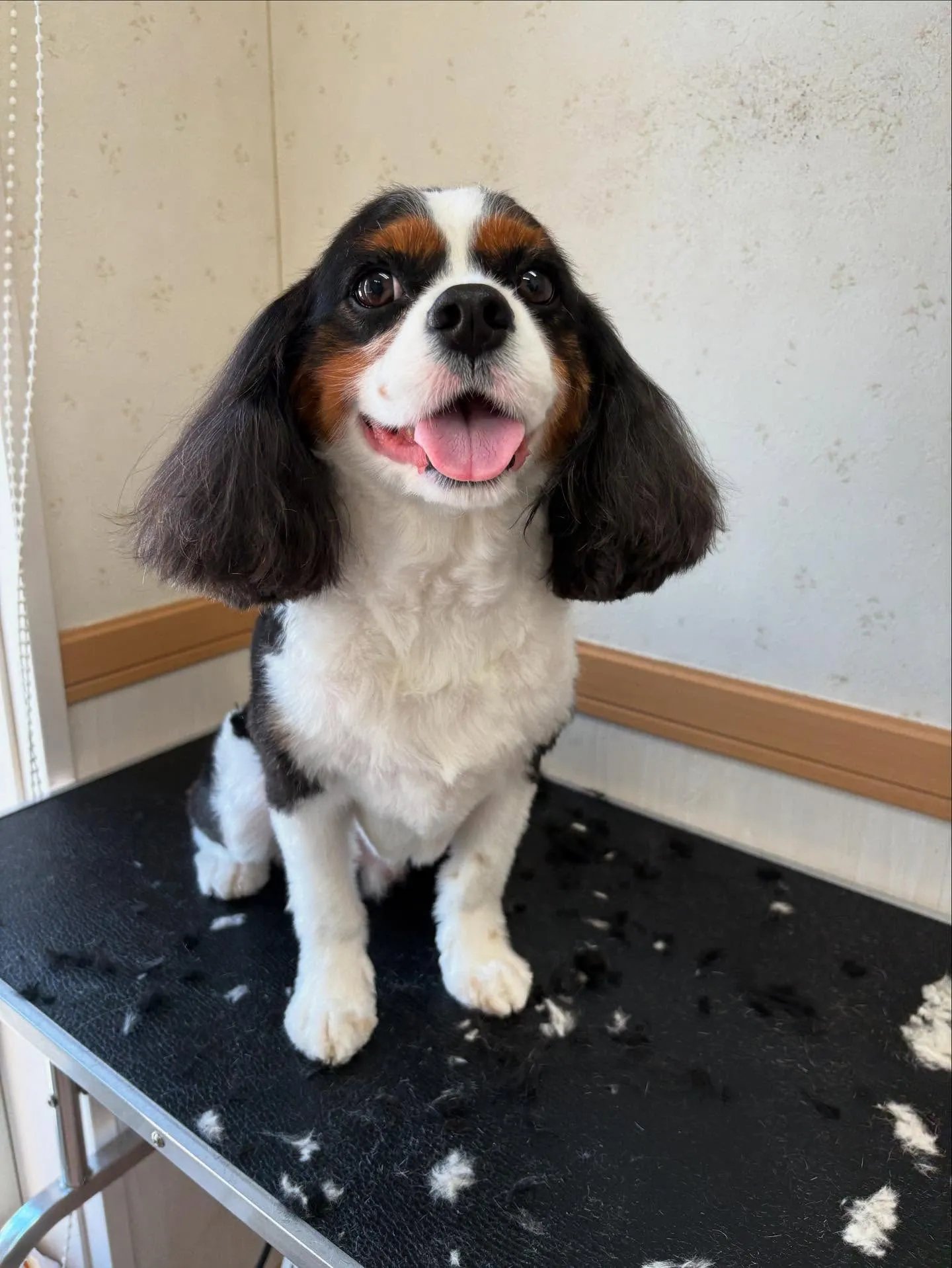犬のシャンプー🫧