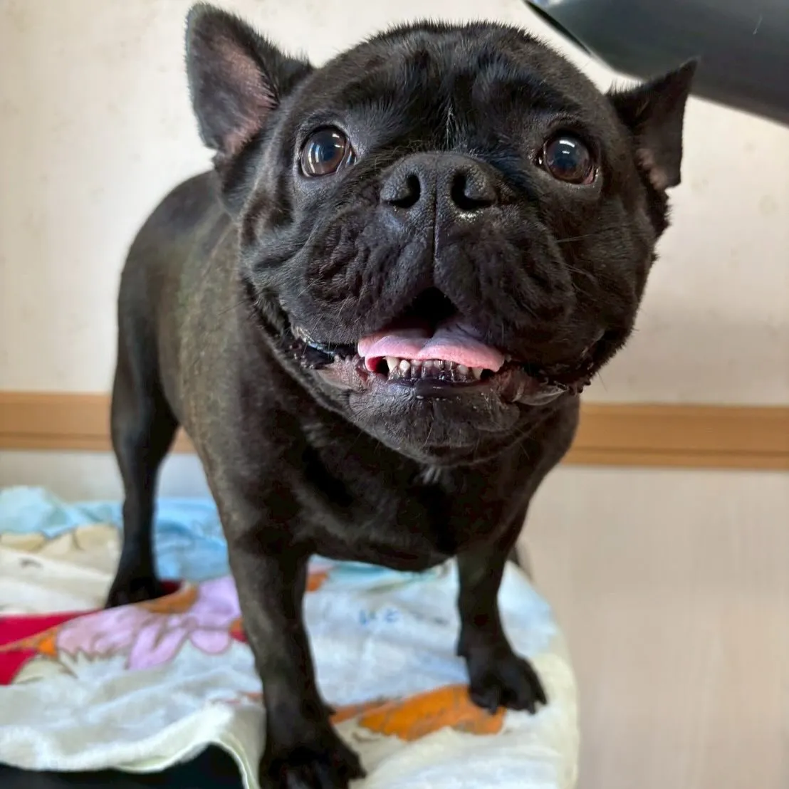 犬のシャンプー🫧