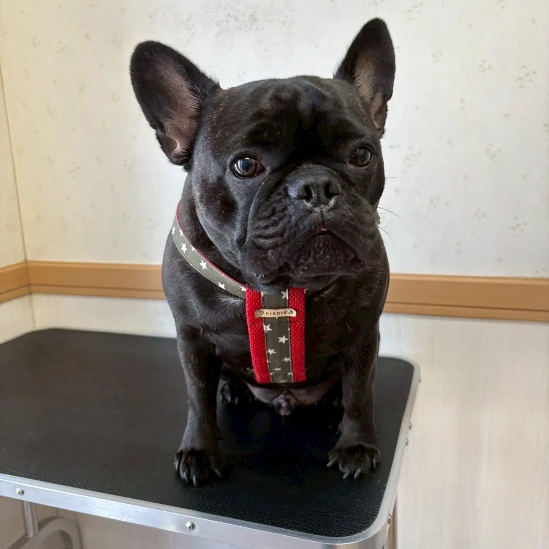 犬のシャンプー🫧