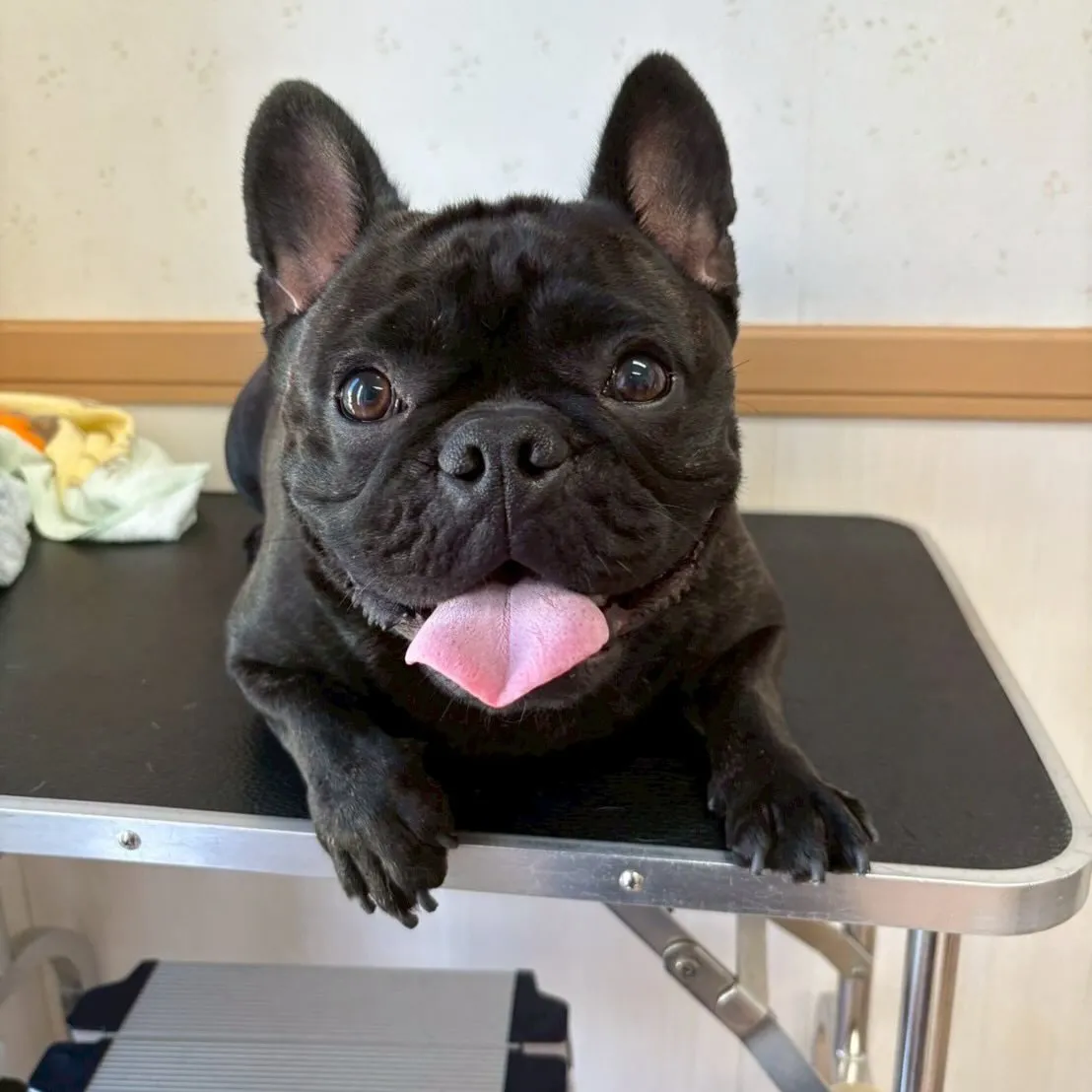 犬のシャンプー🫧